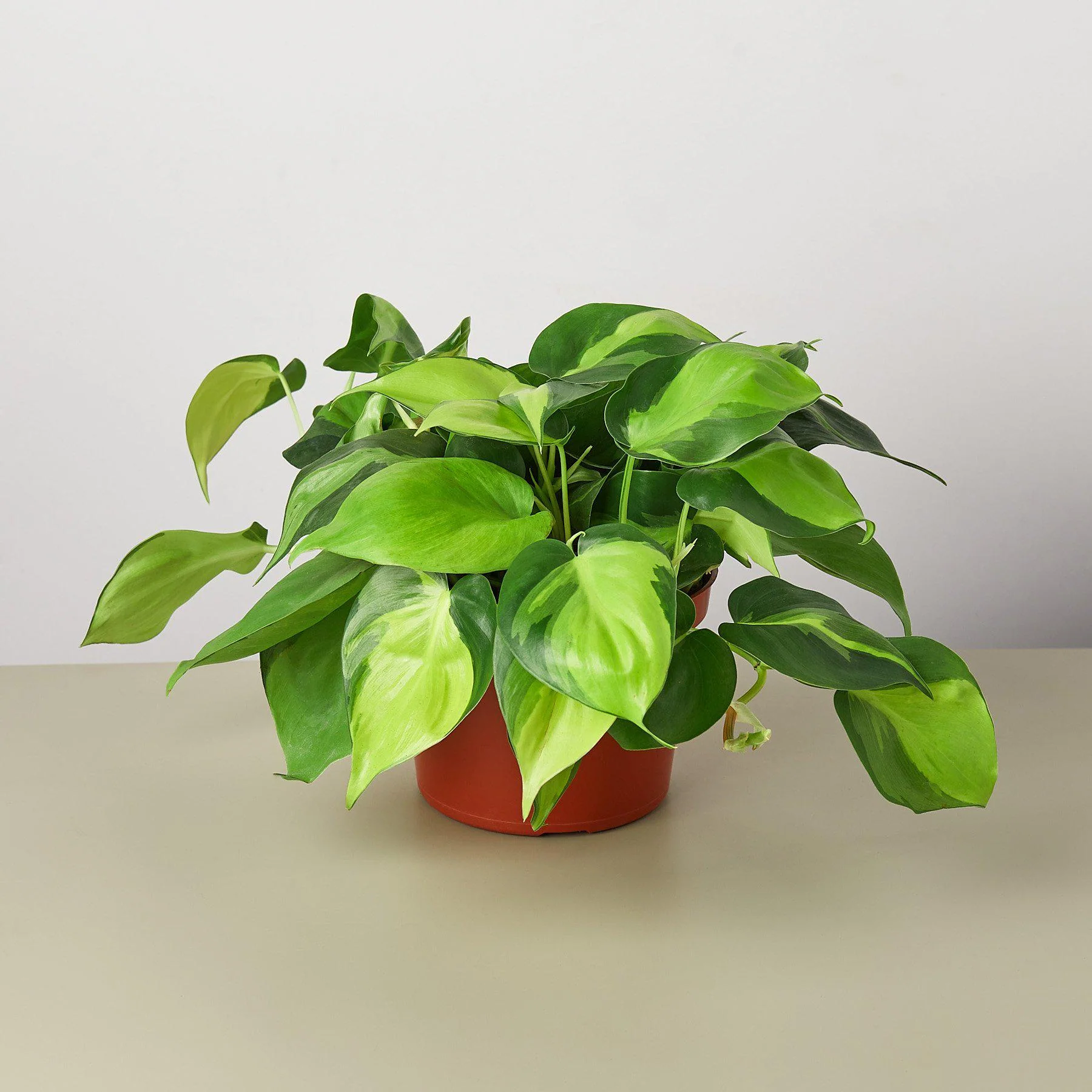 Philodendron 'Brasil' - Image 4