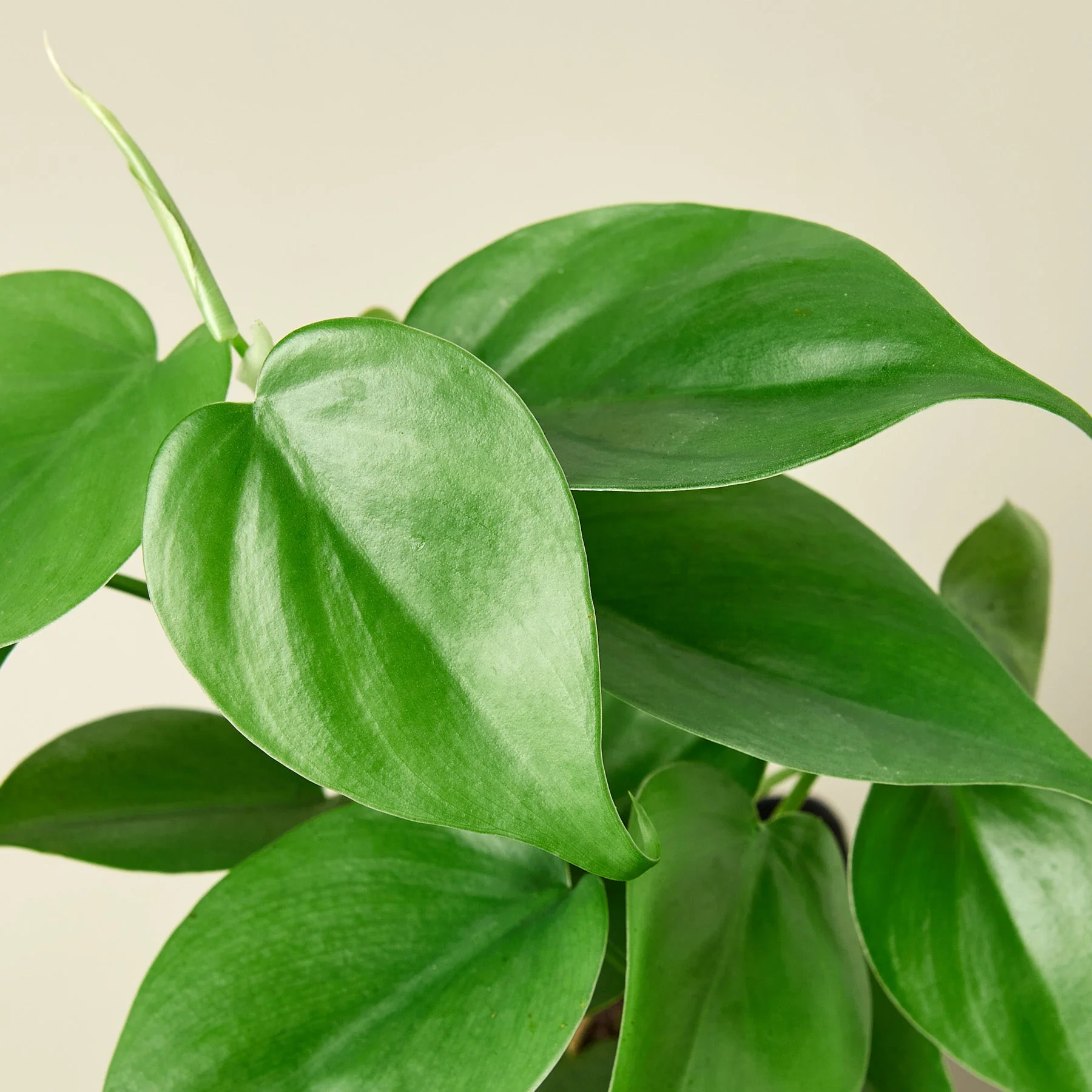 Philodendron Cordatum 'Heartleaf' - Image 11