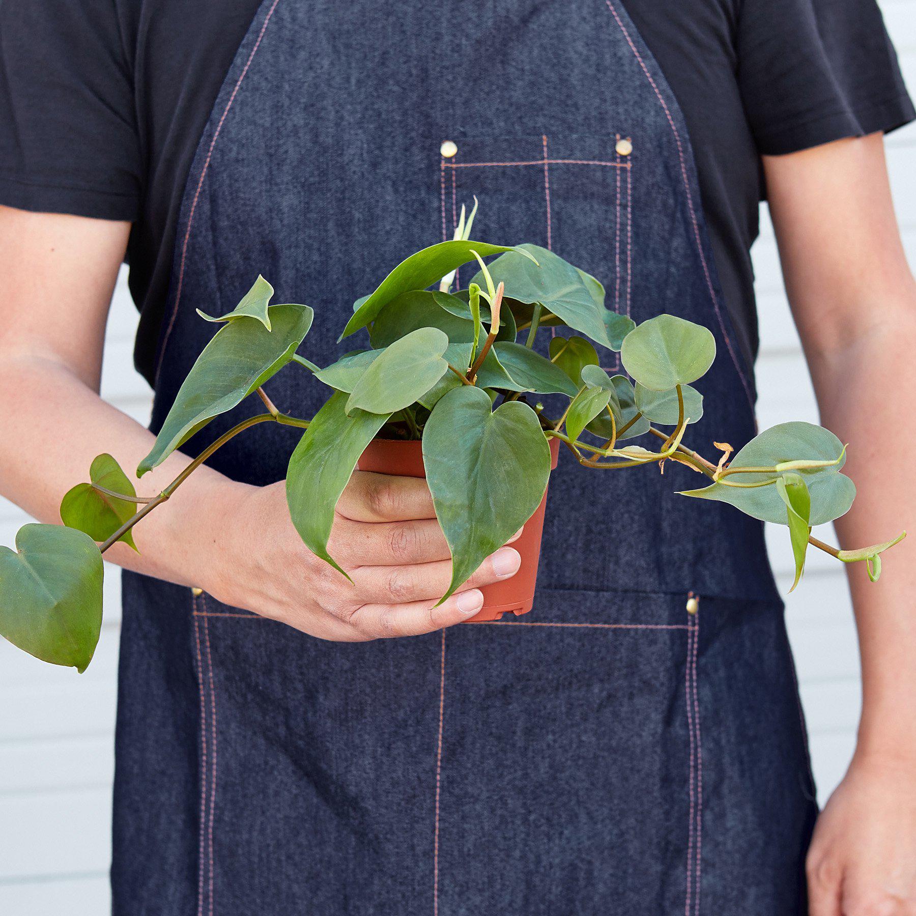 Philodendron Cordatum 'Heartleaf' - Image 9