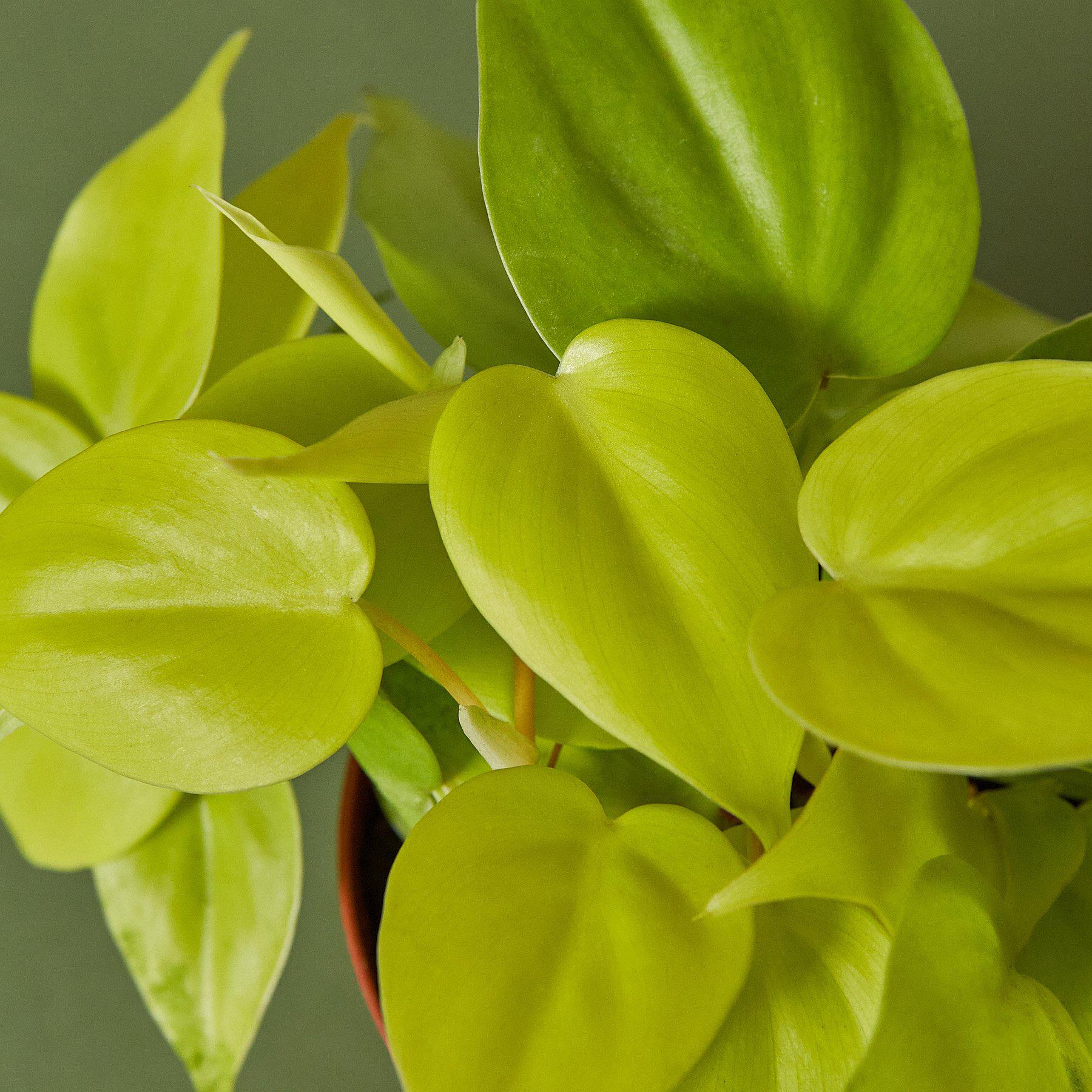 Philodendron Cordatum 'Neon' - Image 2