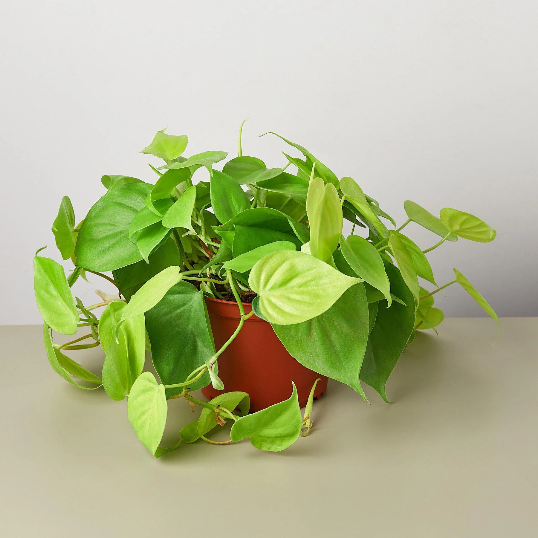 Philodendron Cordatum 'Neon' - Image 3