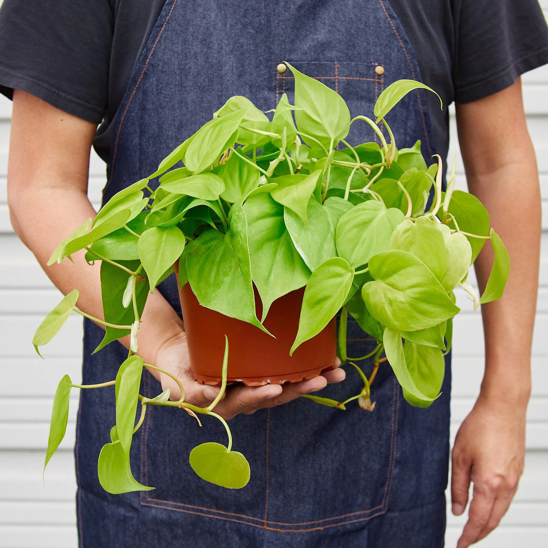 Philodendron Cordatum 'Neon' - Image 4