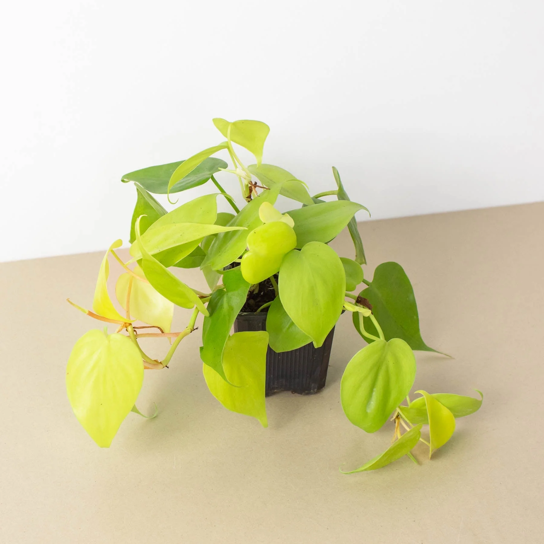Philodendron Cordatum 'Neon' - Image 5