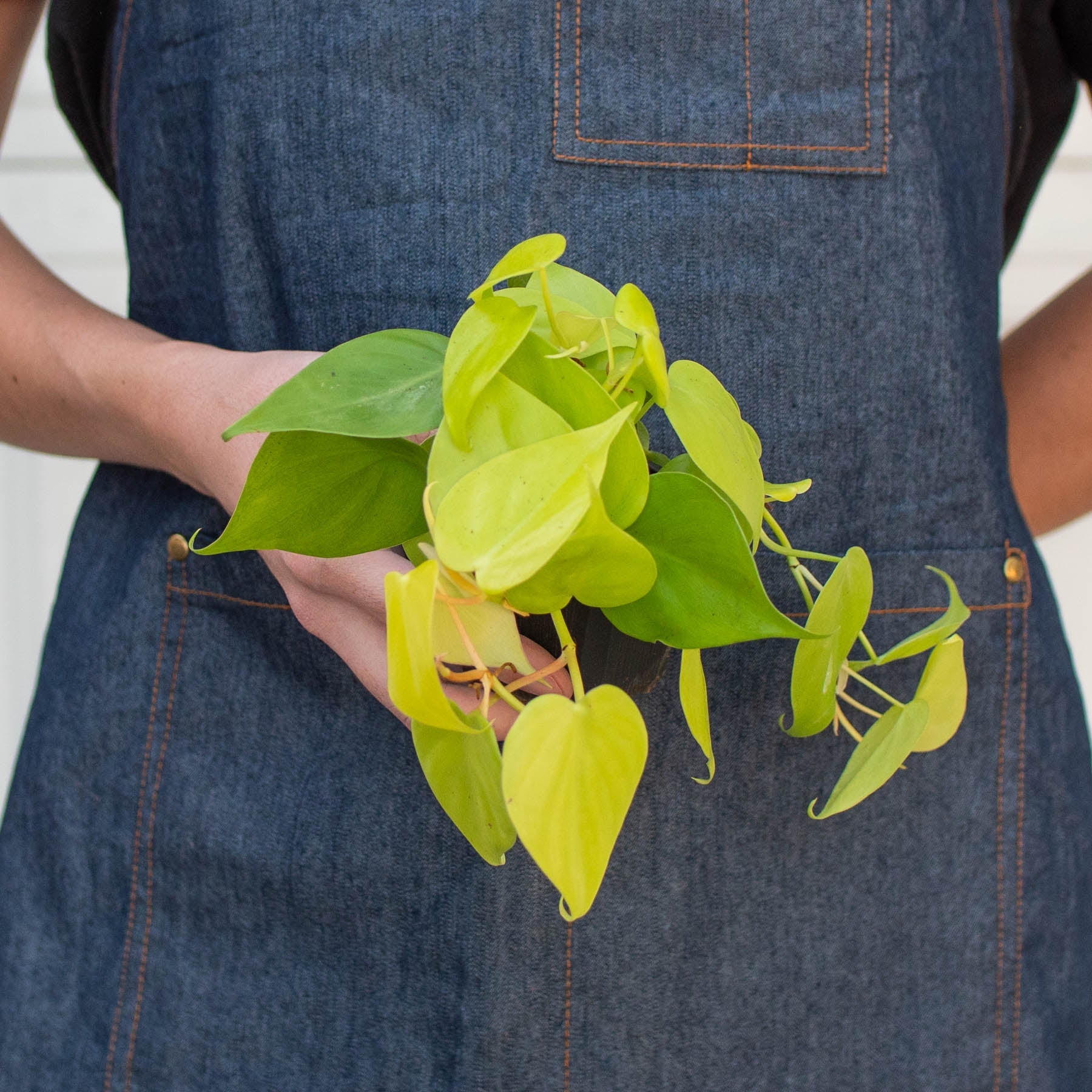 Philodendron Cordatum 'Neon' - Image 7