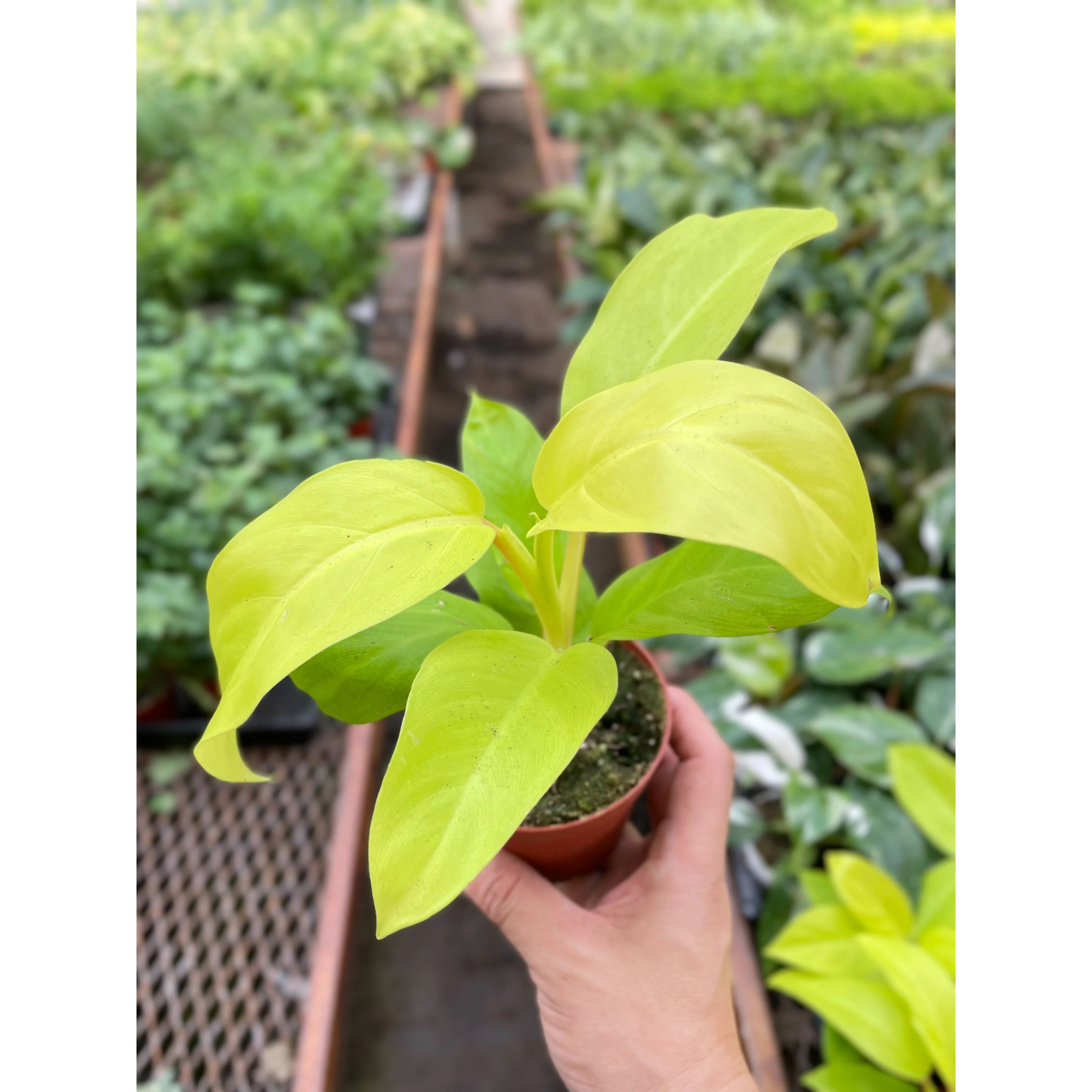 Philodendron Golden Goddess - 4" Pot - Image 4