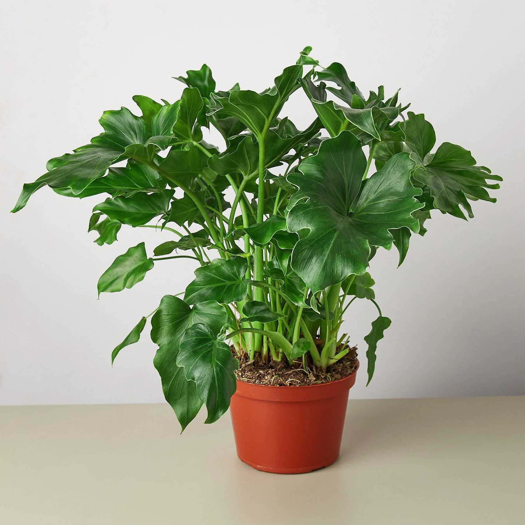 Philodendron āLittle Hope'
