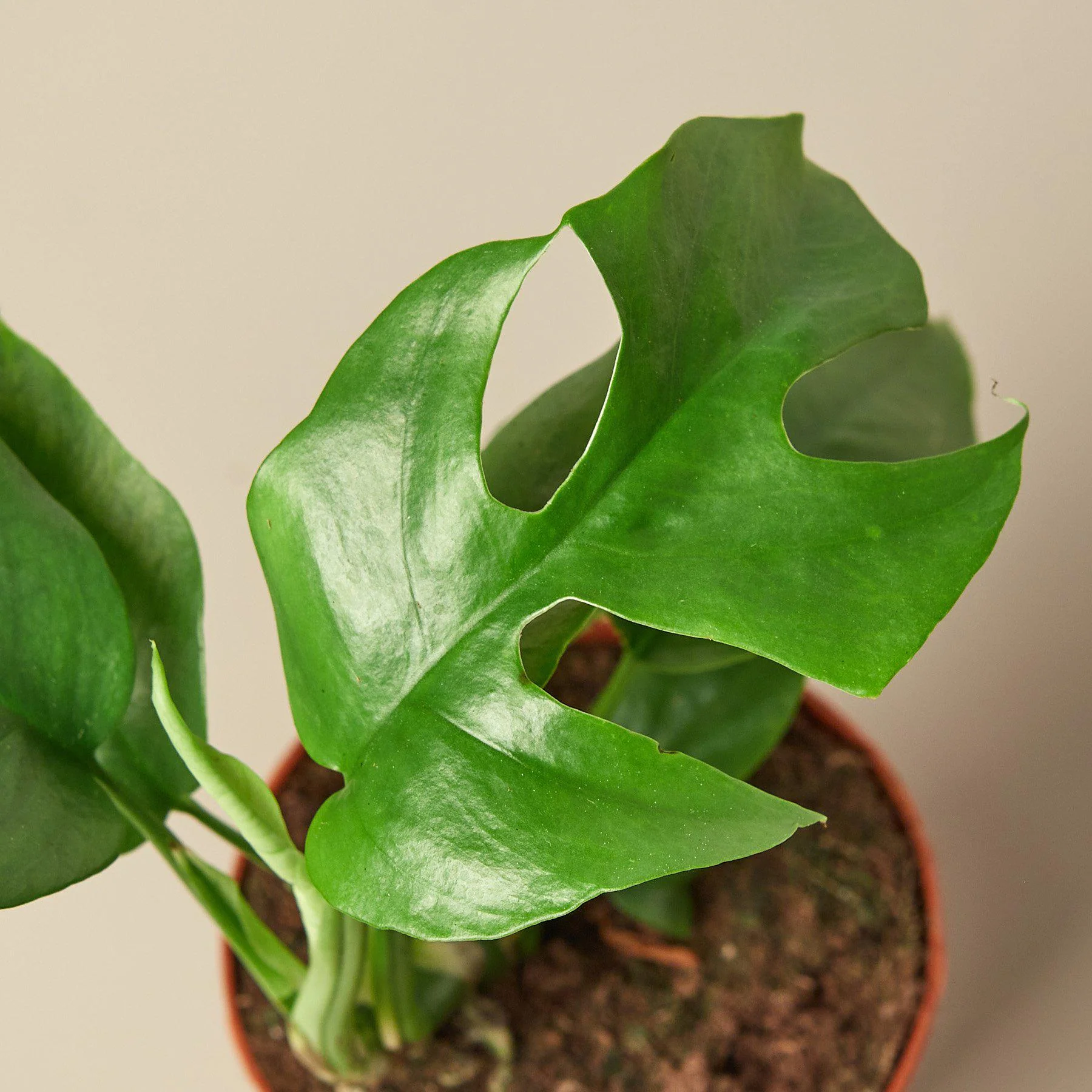 Philodendron Mini Monstera Minima - Image 5