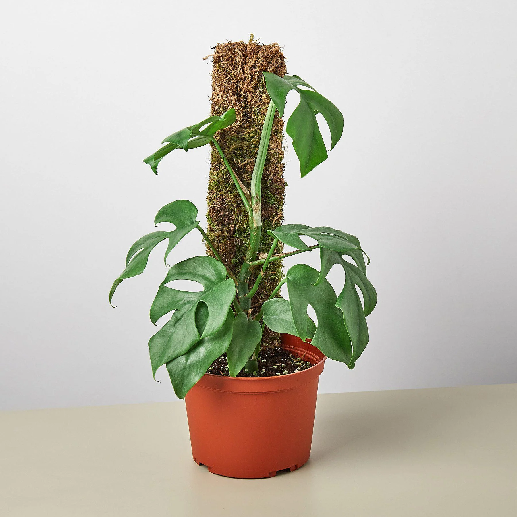 Philodendron Mini Monstera Minima - Image 6
