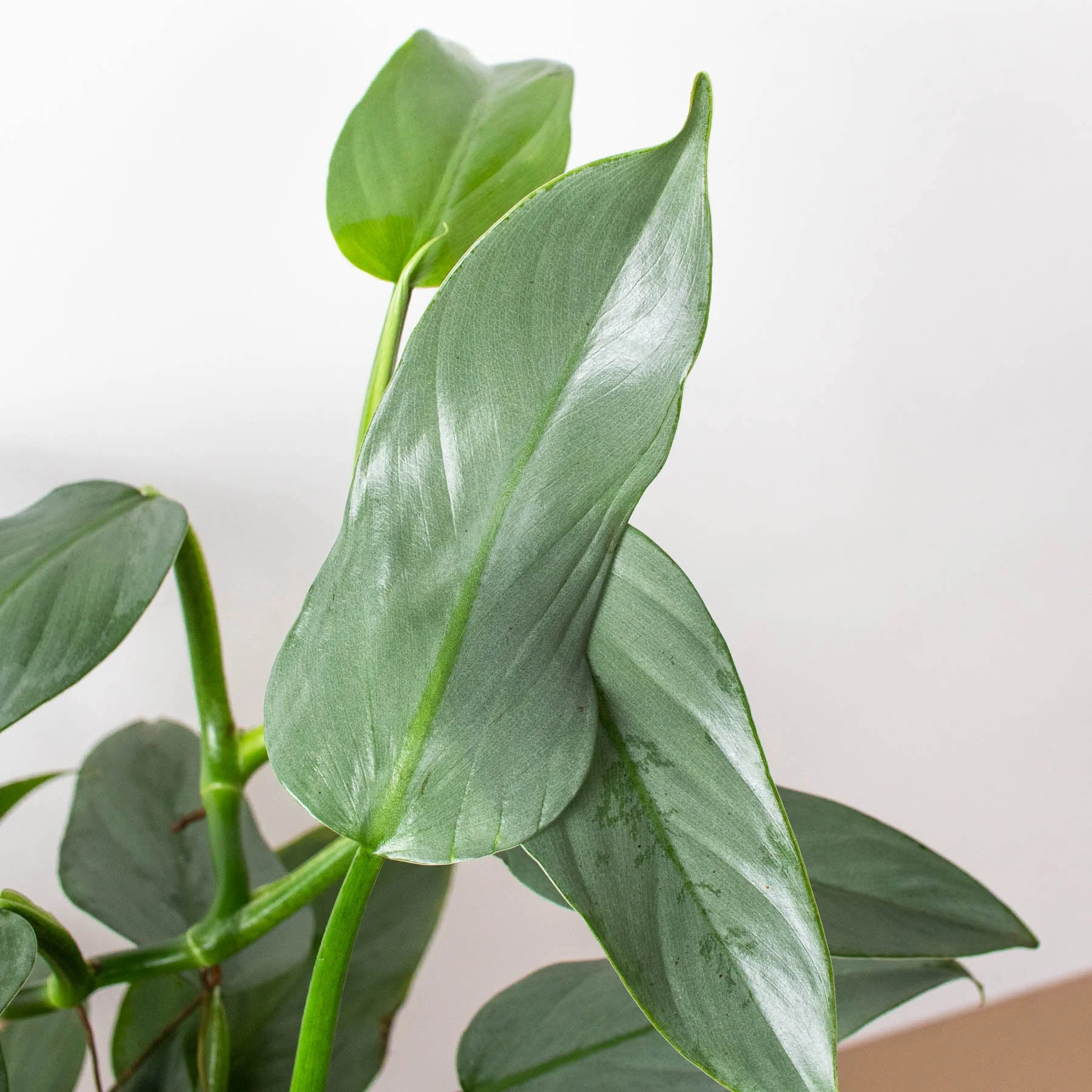 Philodendron 'Silver Sword' - Image 6
