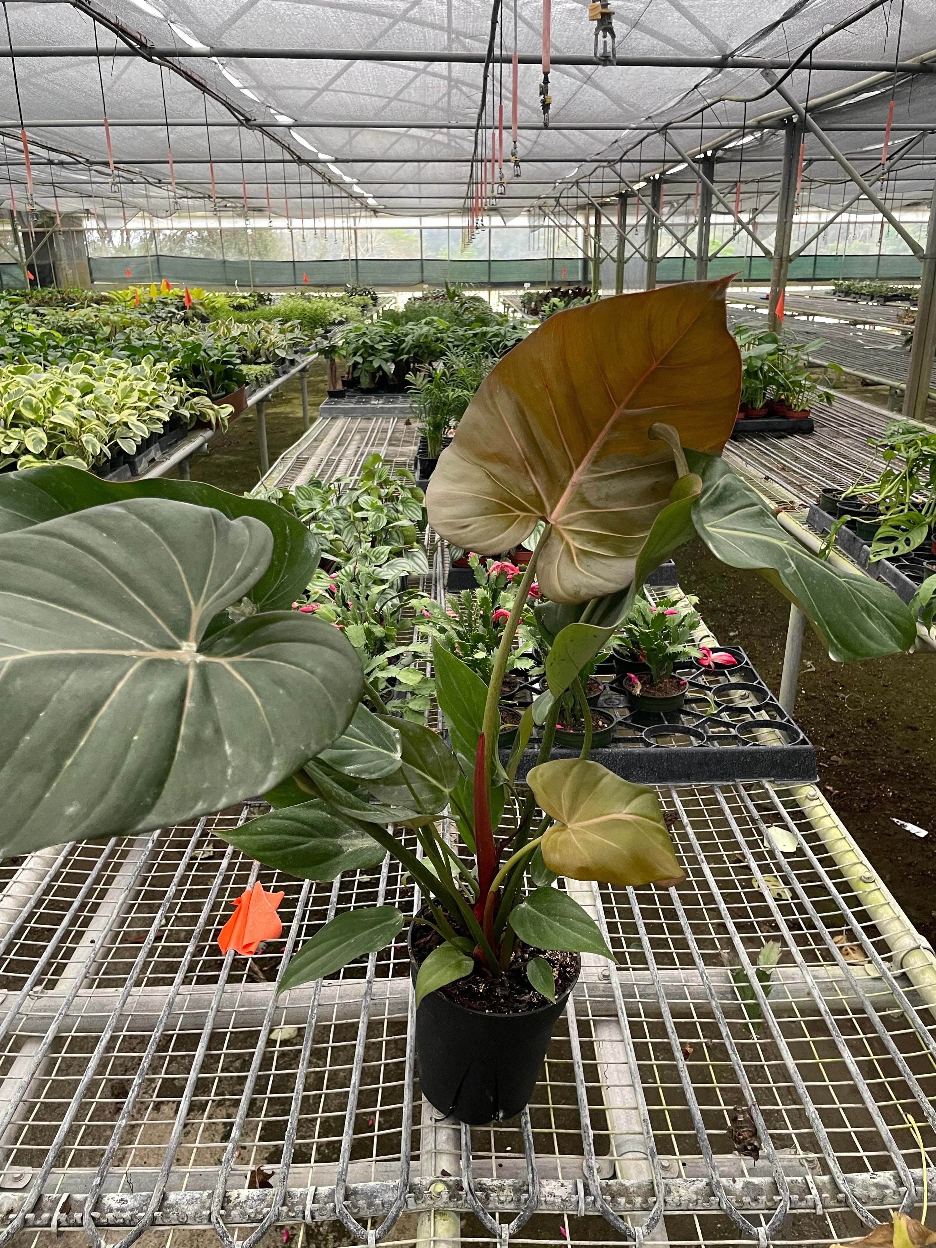 Philodendron 'Summer Glory' - Image 4