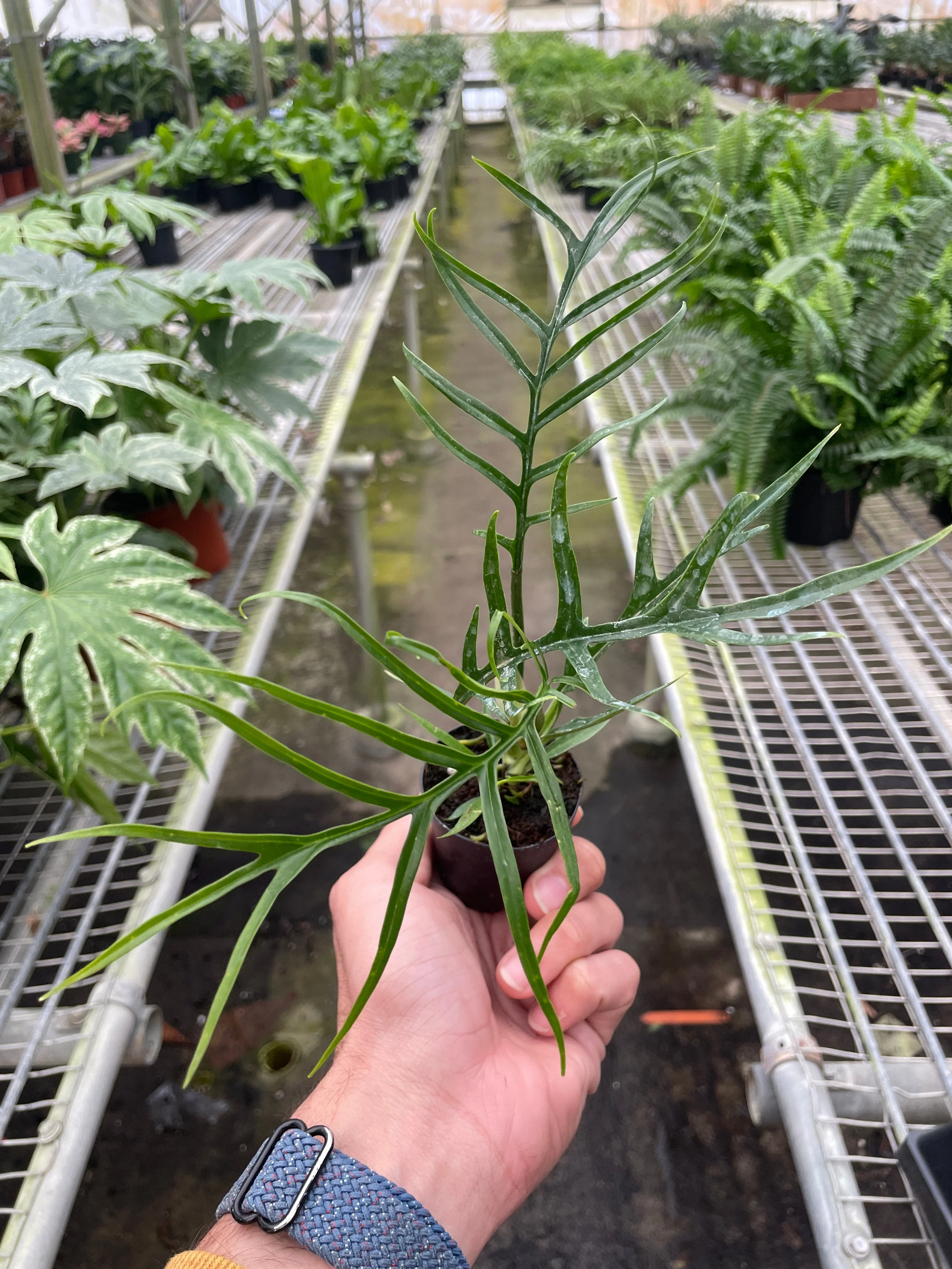 Philodendron 'Tortum' - Image 2