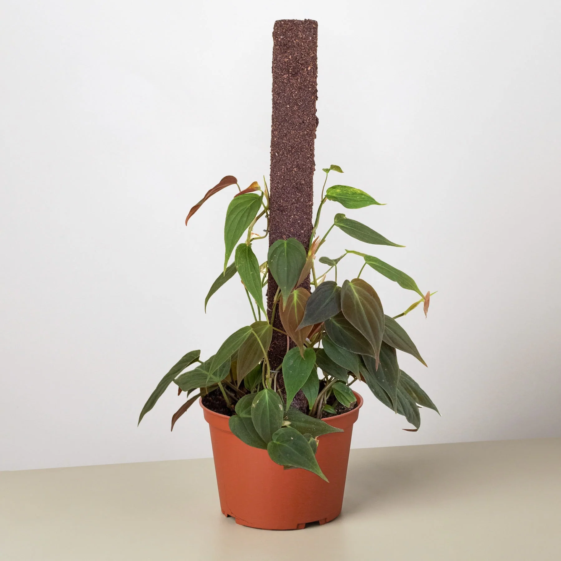 Philodendron 'Velvet' - Image 9