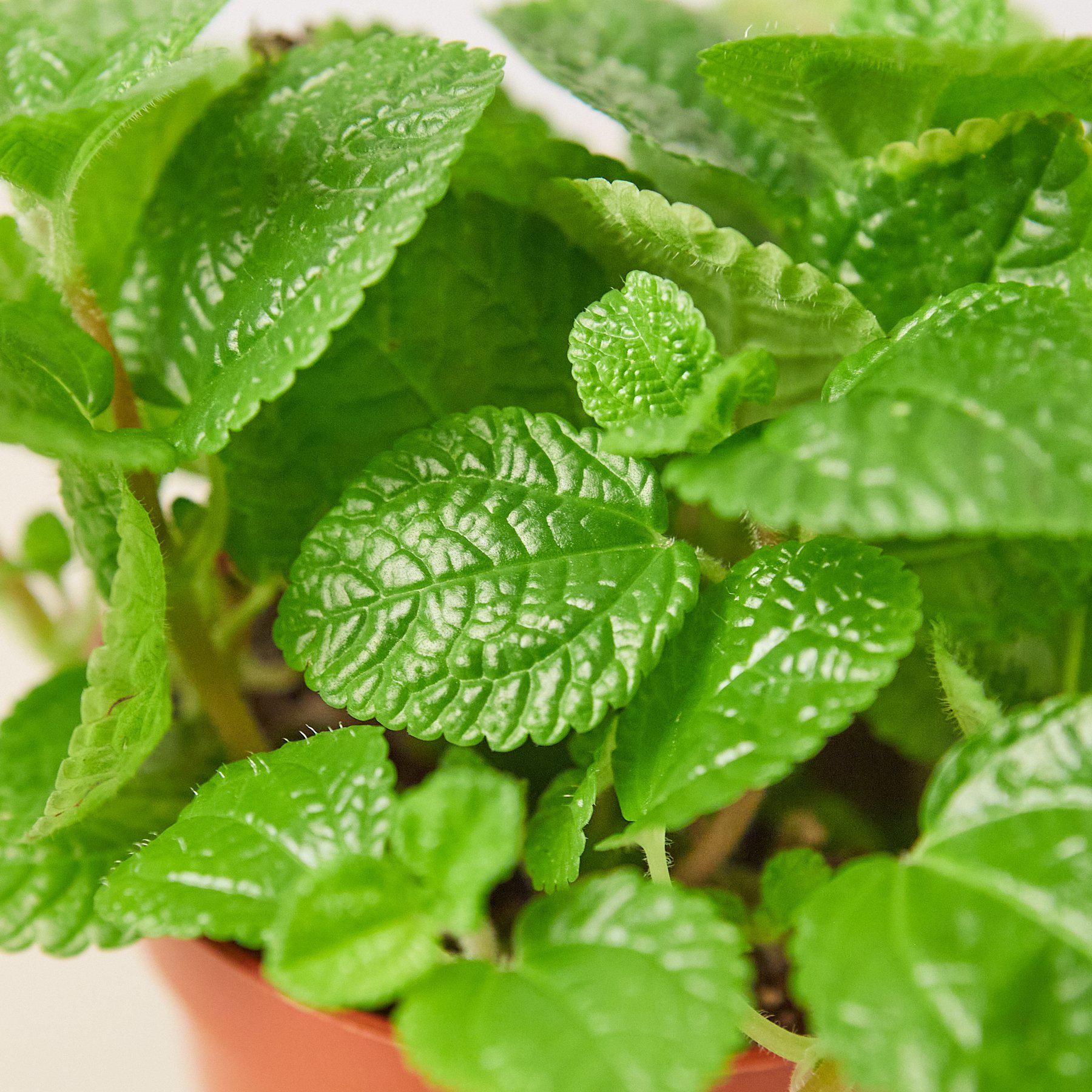 Pilea 'Crinkle' - Image 2