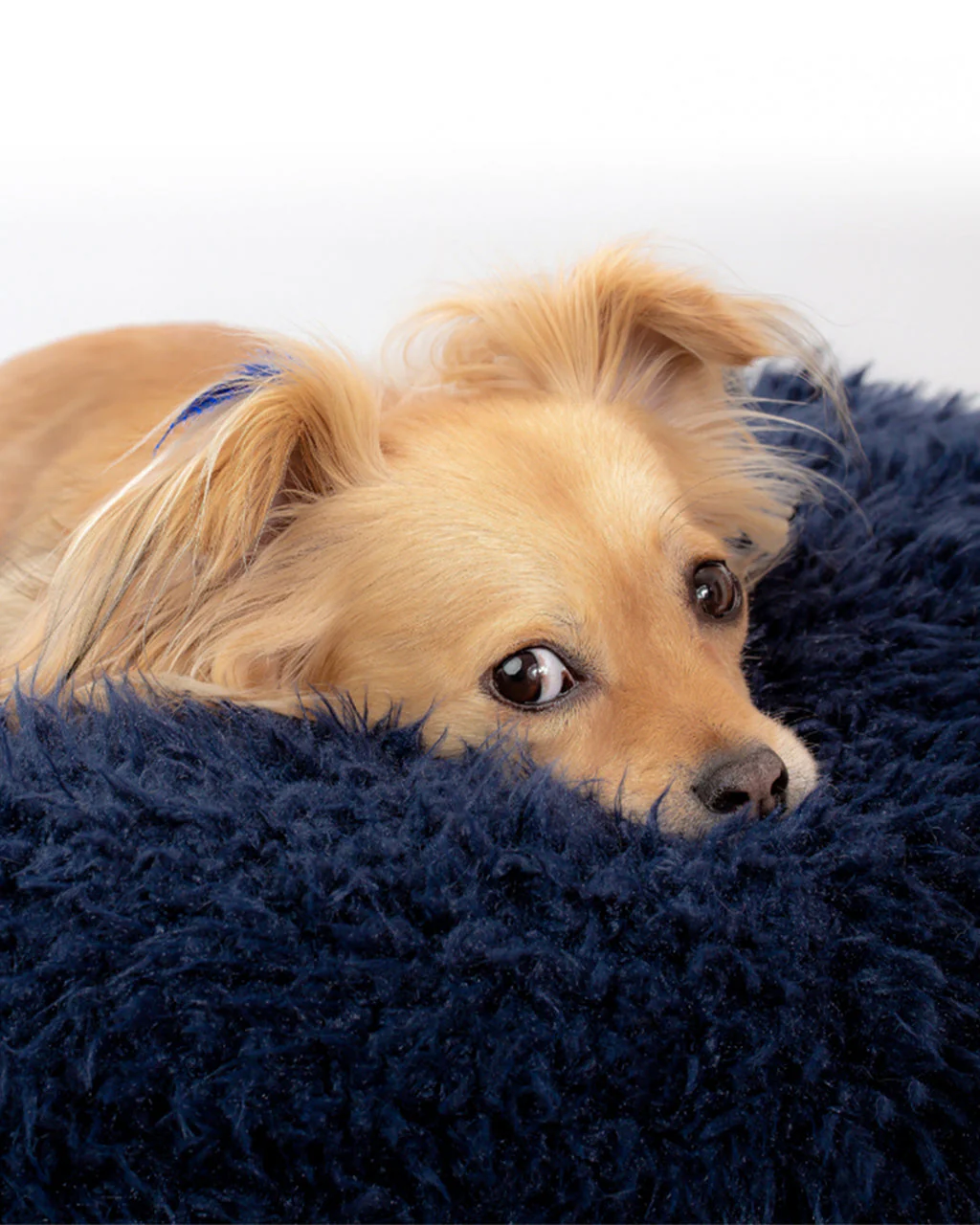 POD DOG BED by MODERNBEAST - Image 3