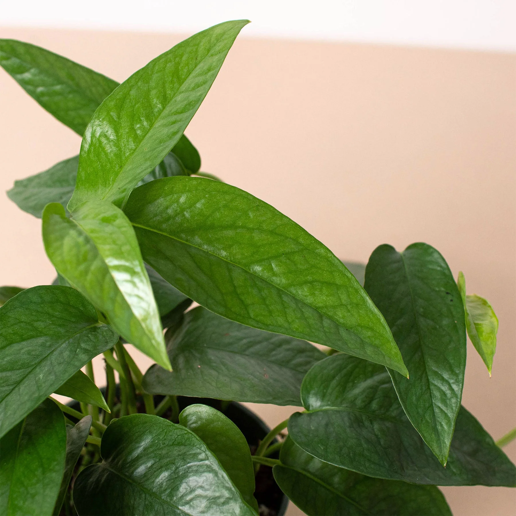 Pothos 'Cebu Blue' - Image 2