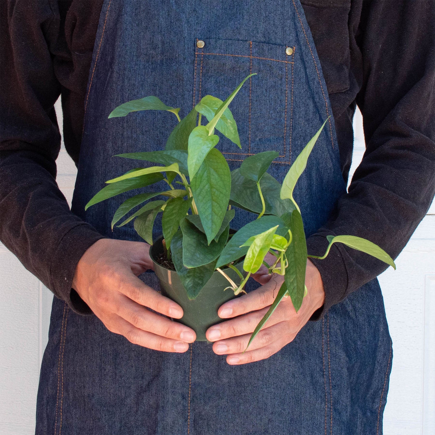 Pothos 'Cebu Blue' - Image 3
