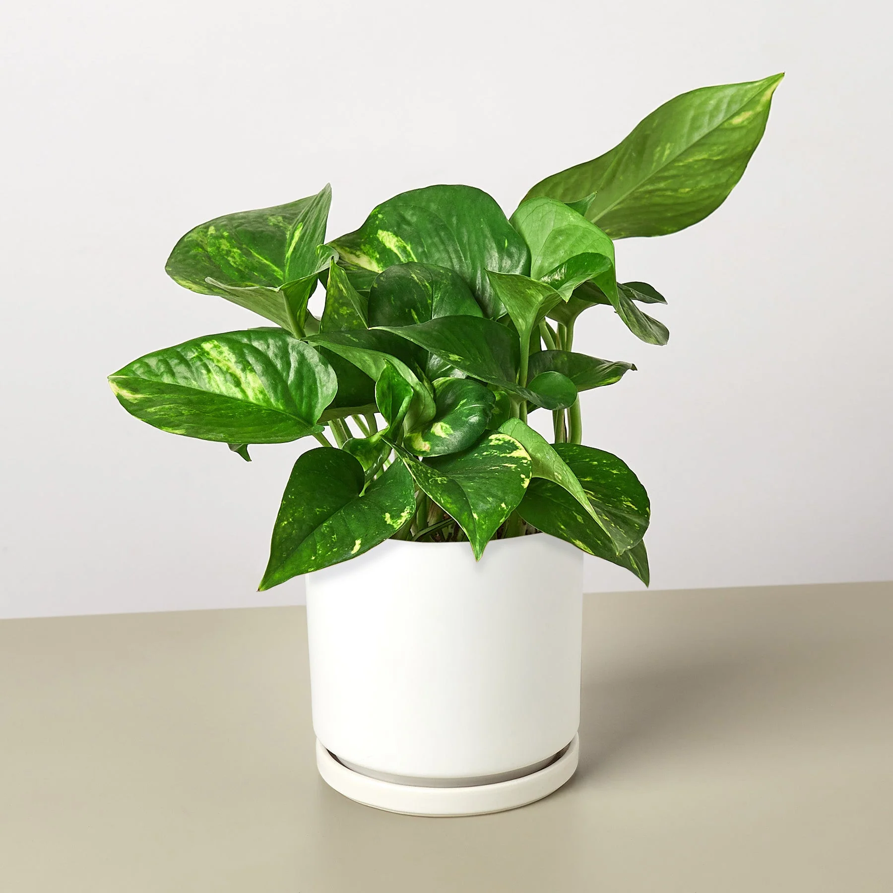 Pothos 'Golden' - Image 15
