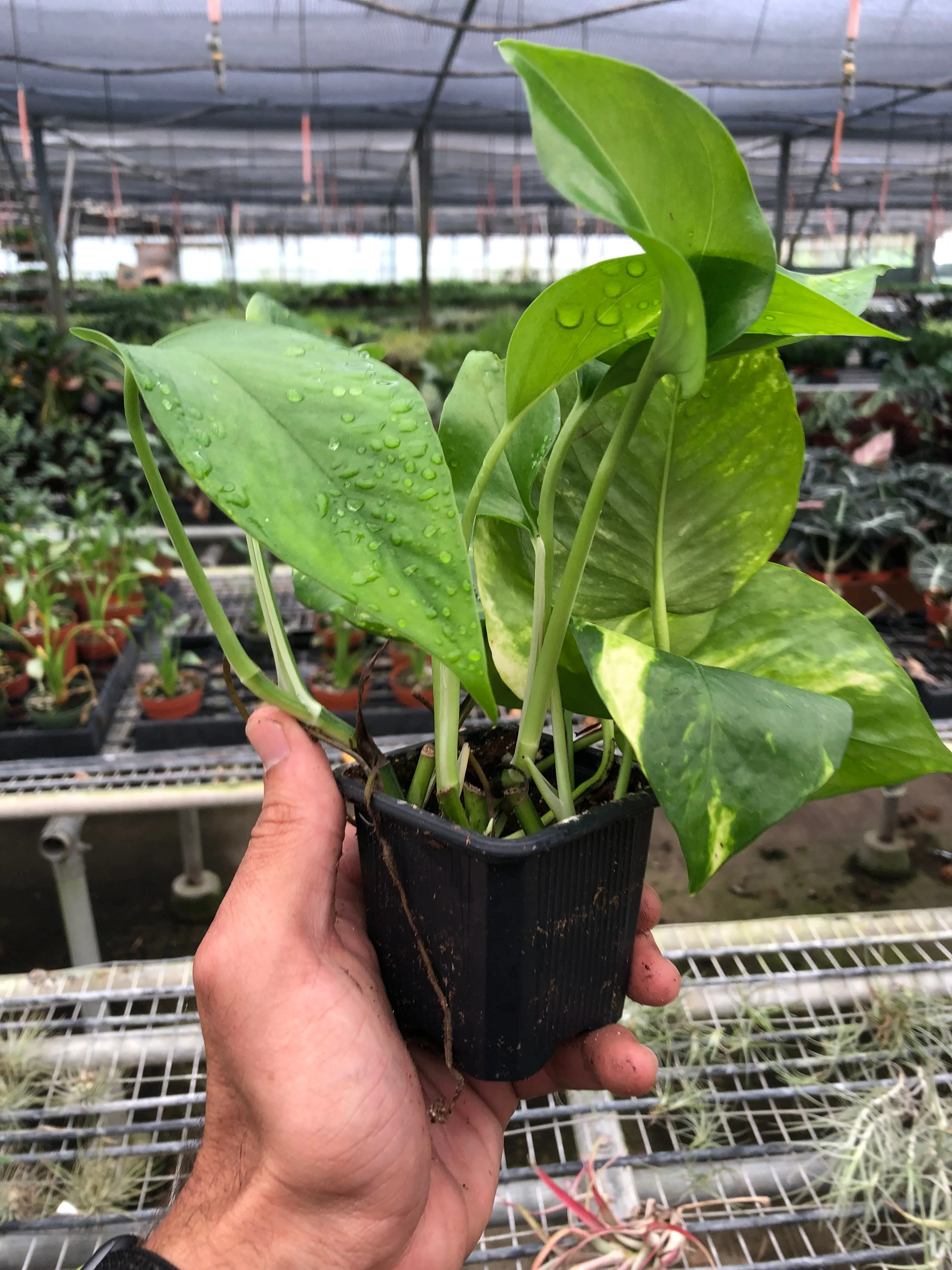 Pothos 'Golden' - Image 5