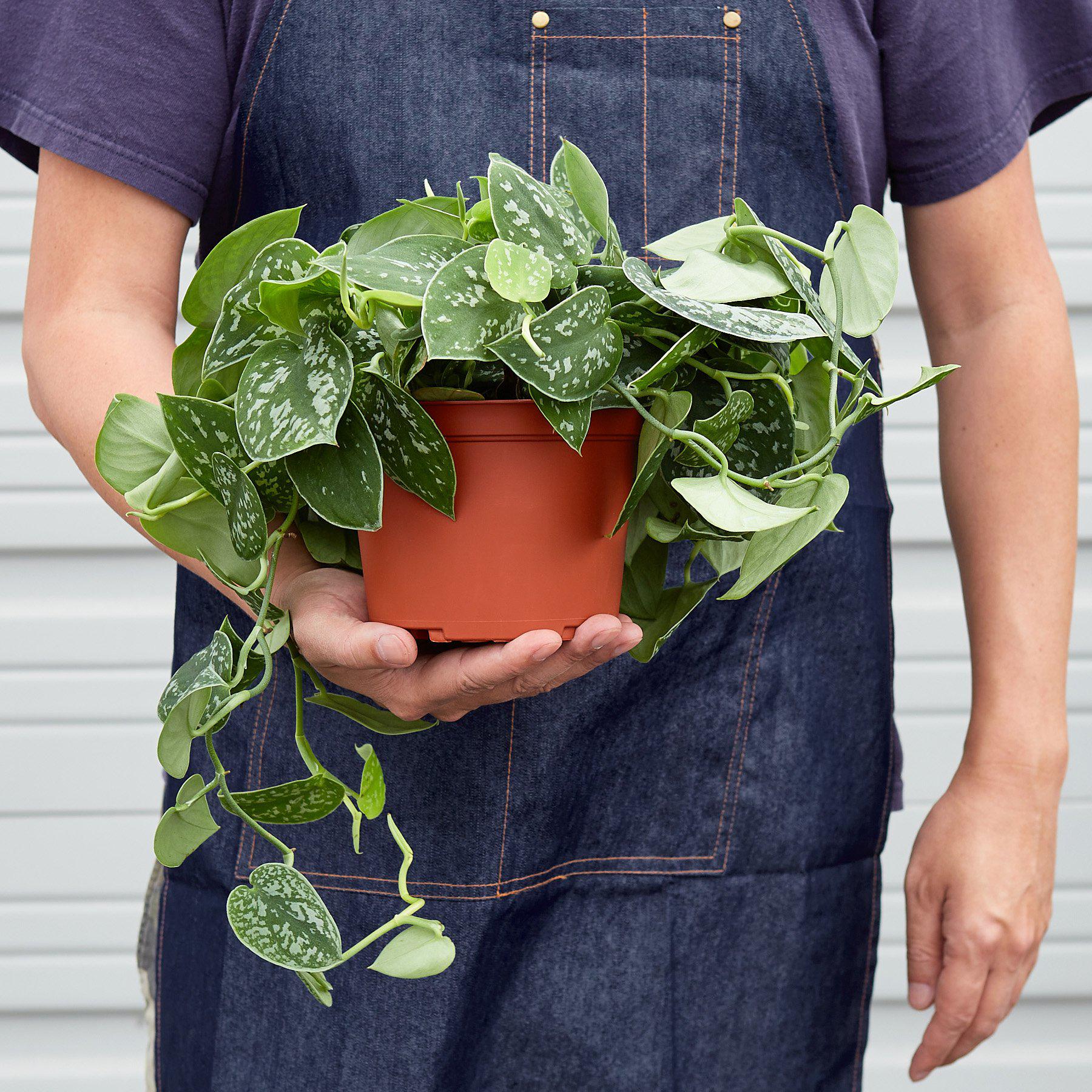 Pothos 'Satin' - Image 3
