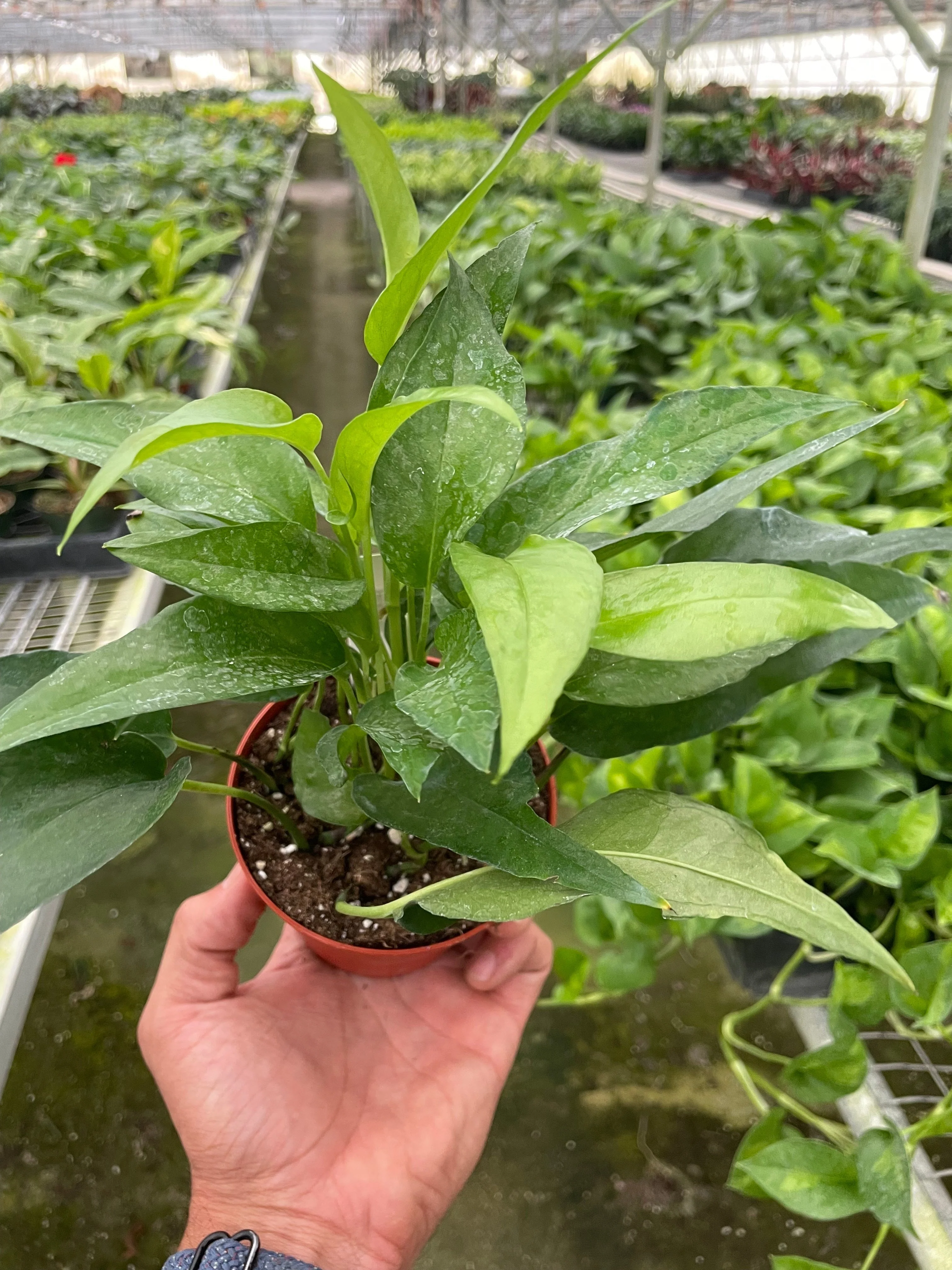 Pothos 'Skeleton Key'