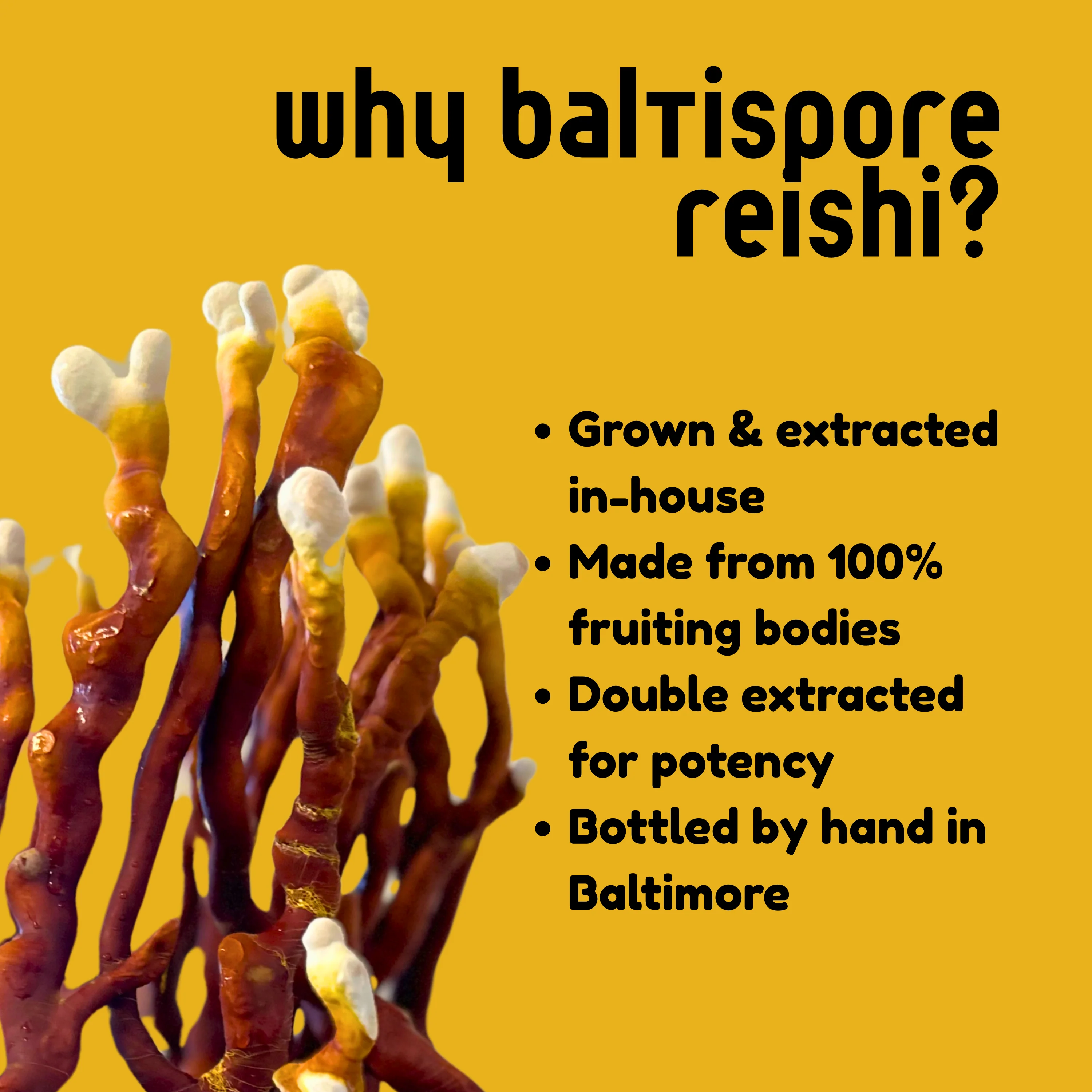 Reishi Mushroom Tincture - Image 5