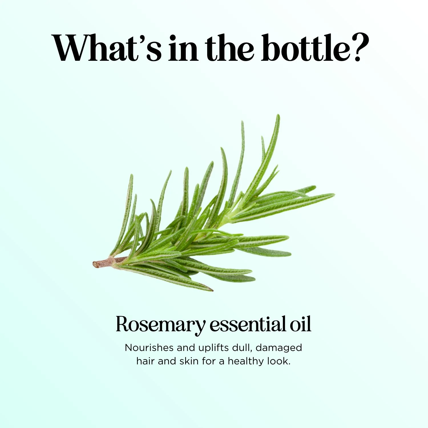 Rosemary Essential Oil - Image 52
