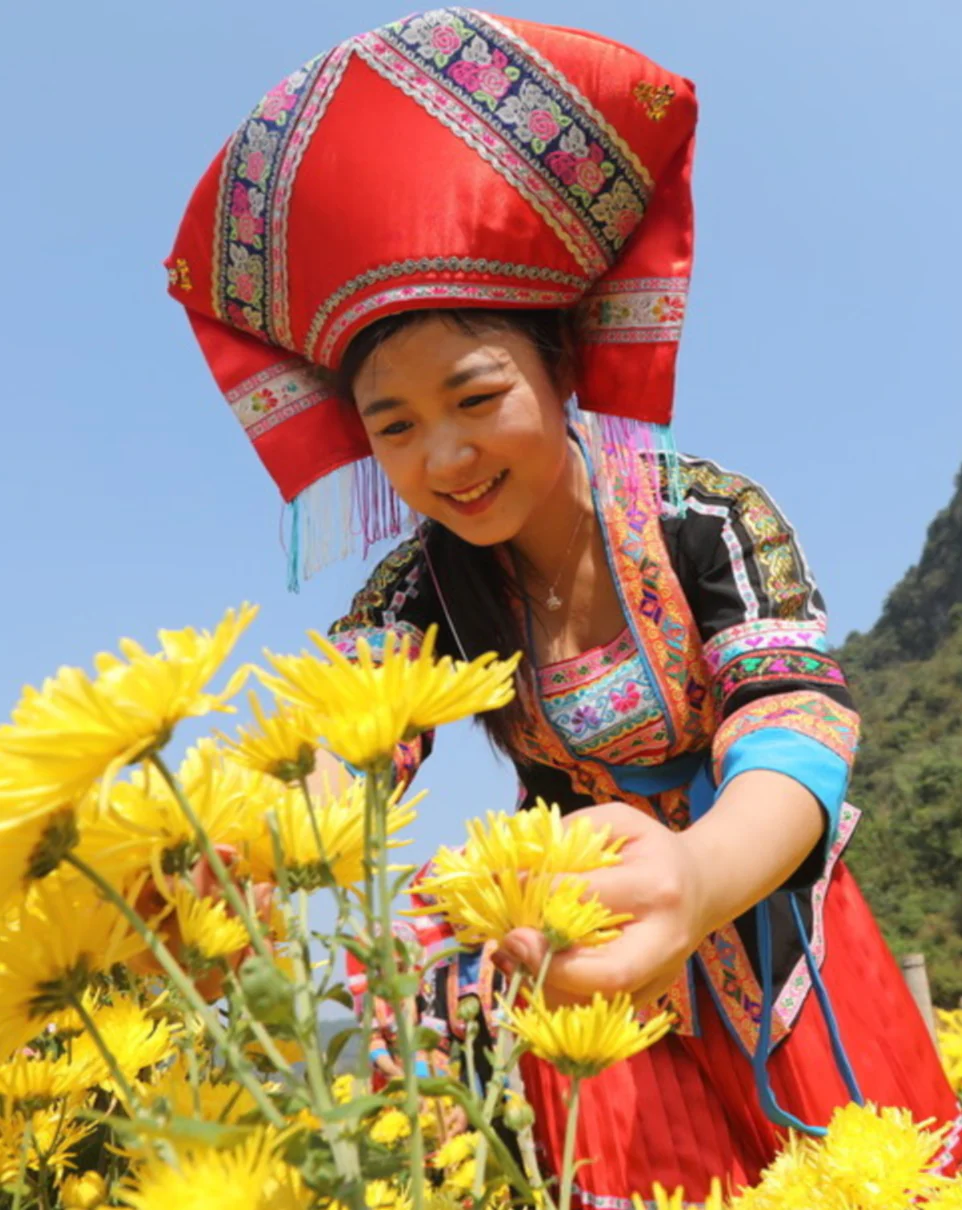 Royal Chrysanthemum - Image 4