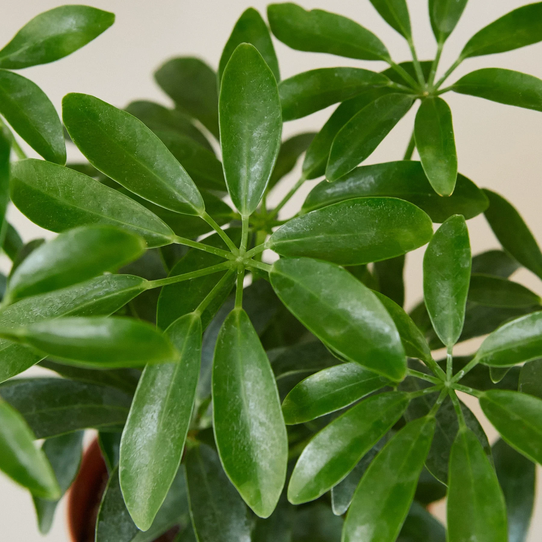 Schefflera Arboricola - Image 2