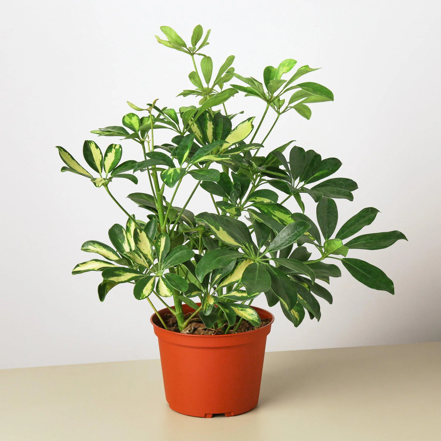 Schefflera 'Variegated' - Image 4