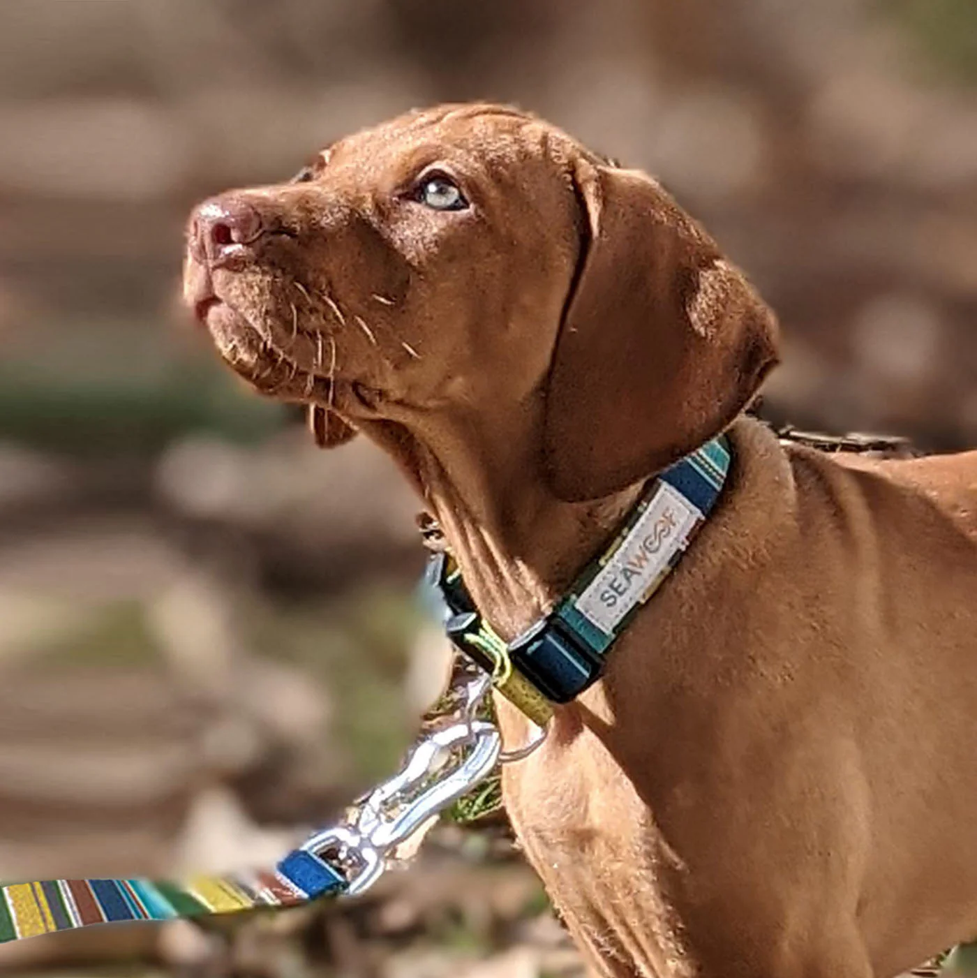 Seawoof Dog Collar Green Stripes Print - Image 8