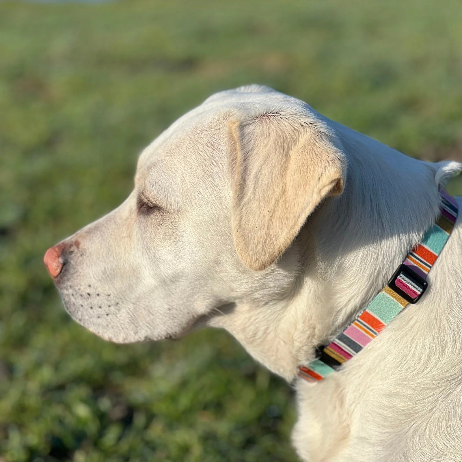 Seawoof Dog Collar Multicolor Stripe Print - Image 8