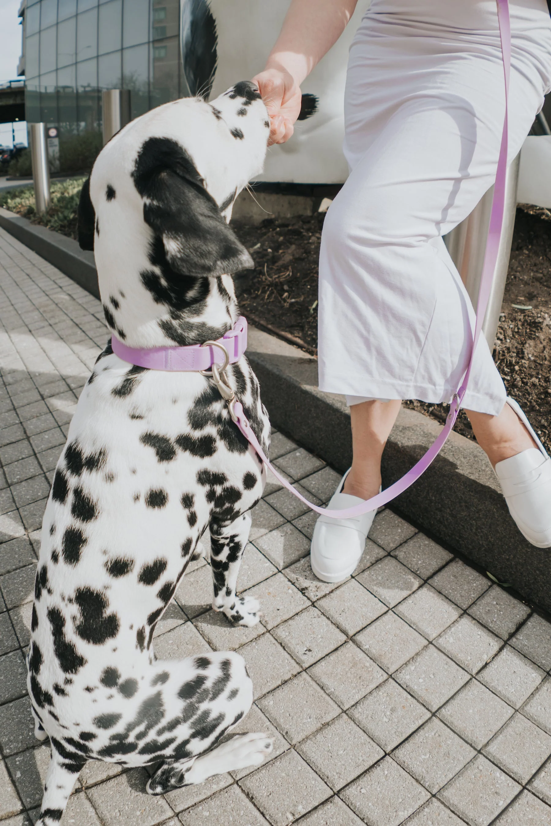 Small Dog Collar - Image 12