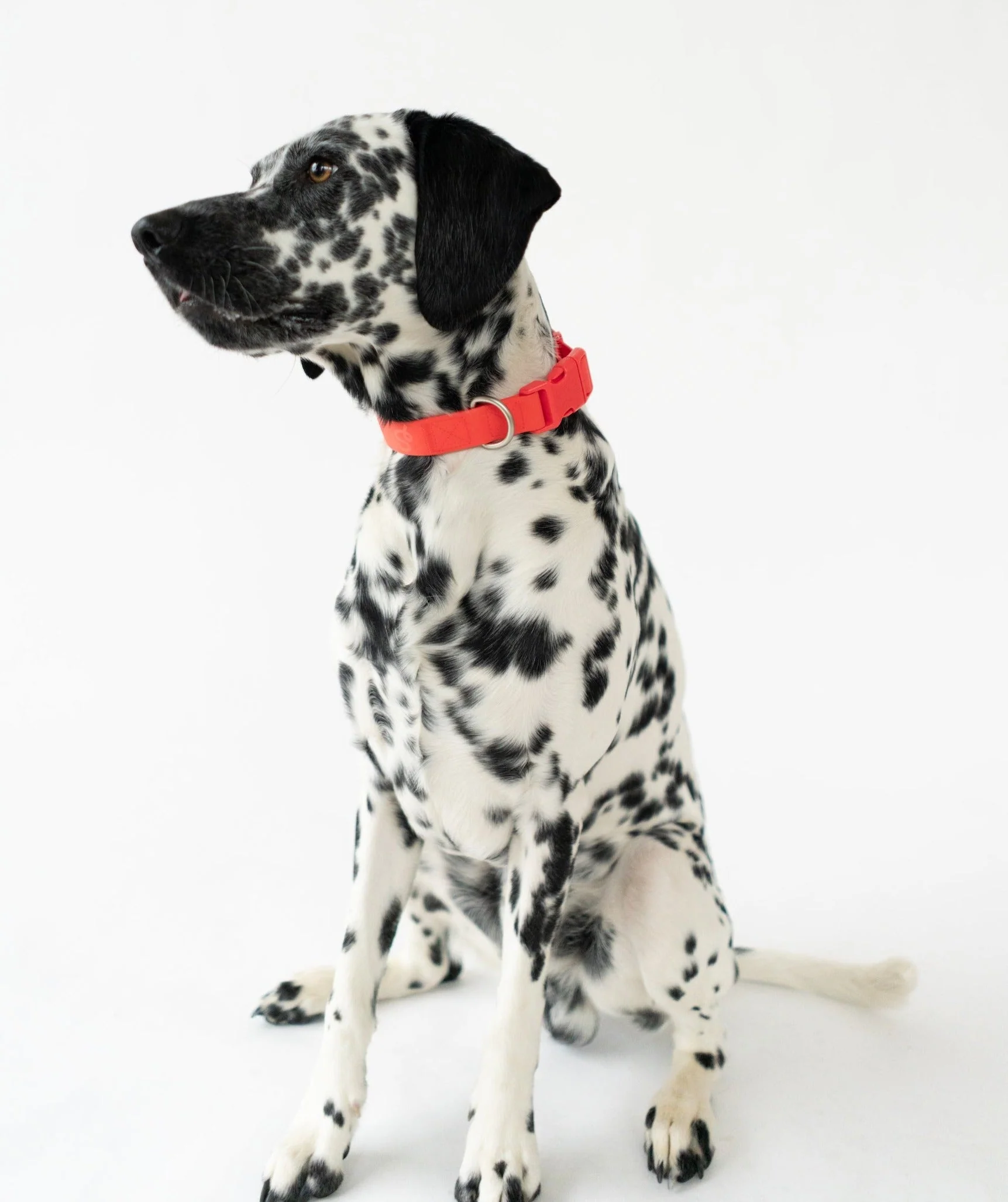 Small Dog Collar - Image 5