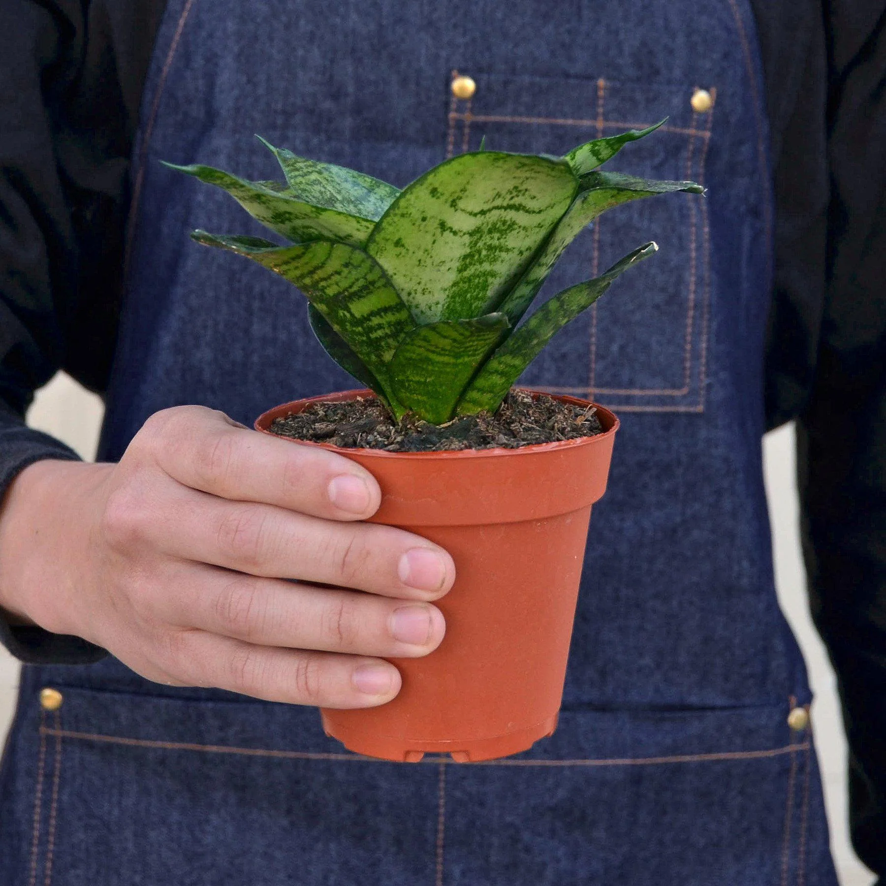 Snake Plant 'Forest Star' - Image 2