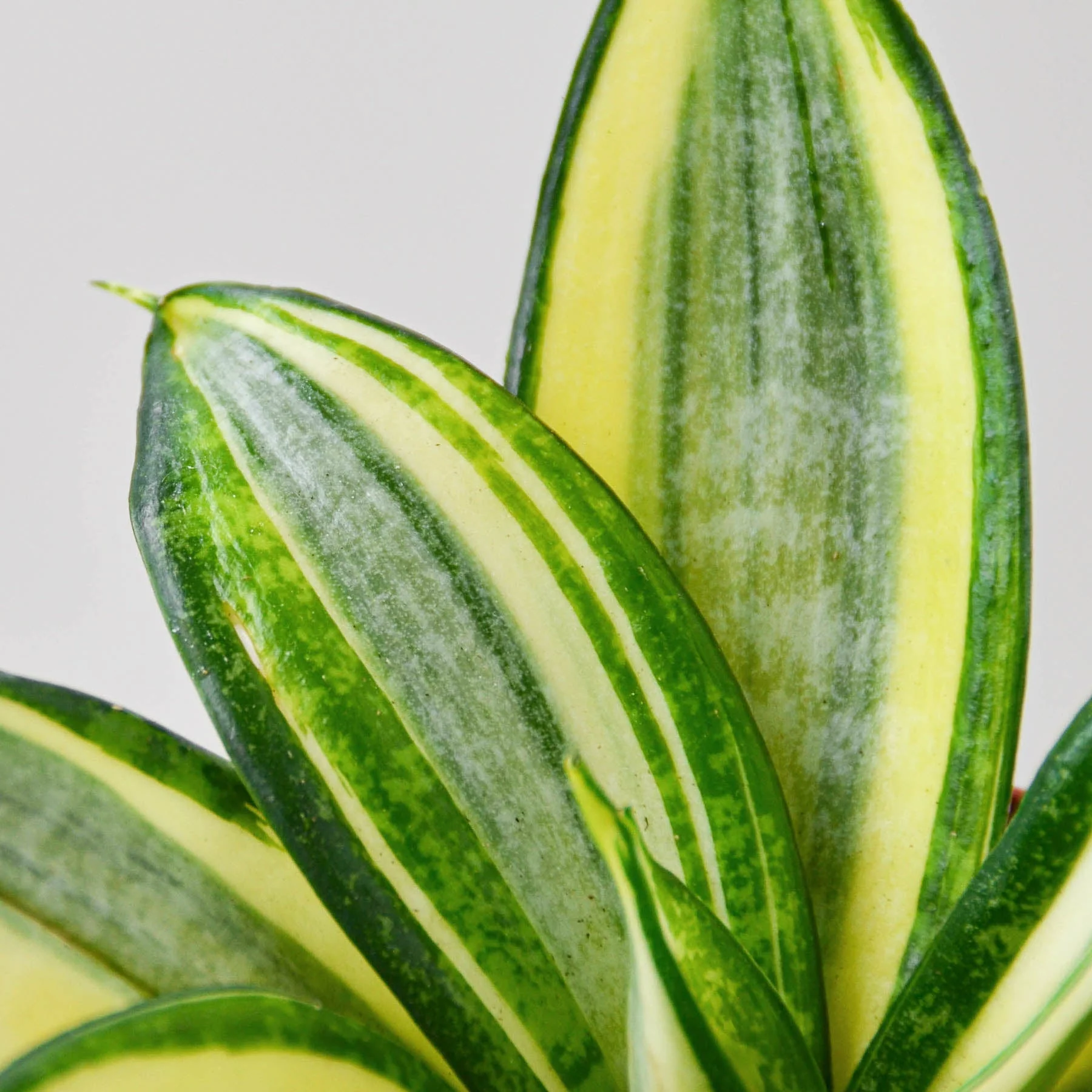 Snake Plant 'Gold Hahnii' - Image 2