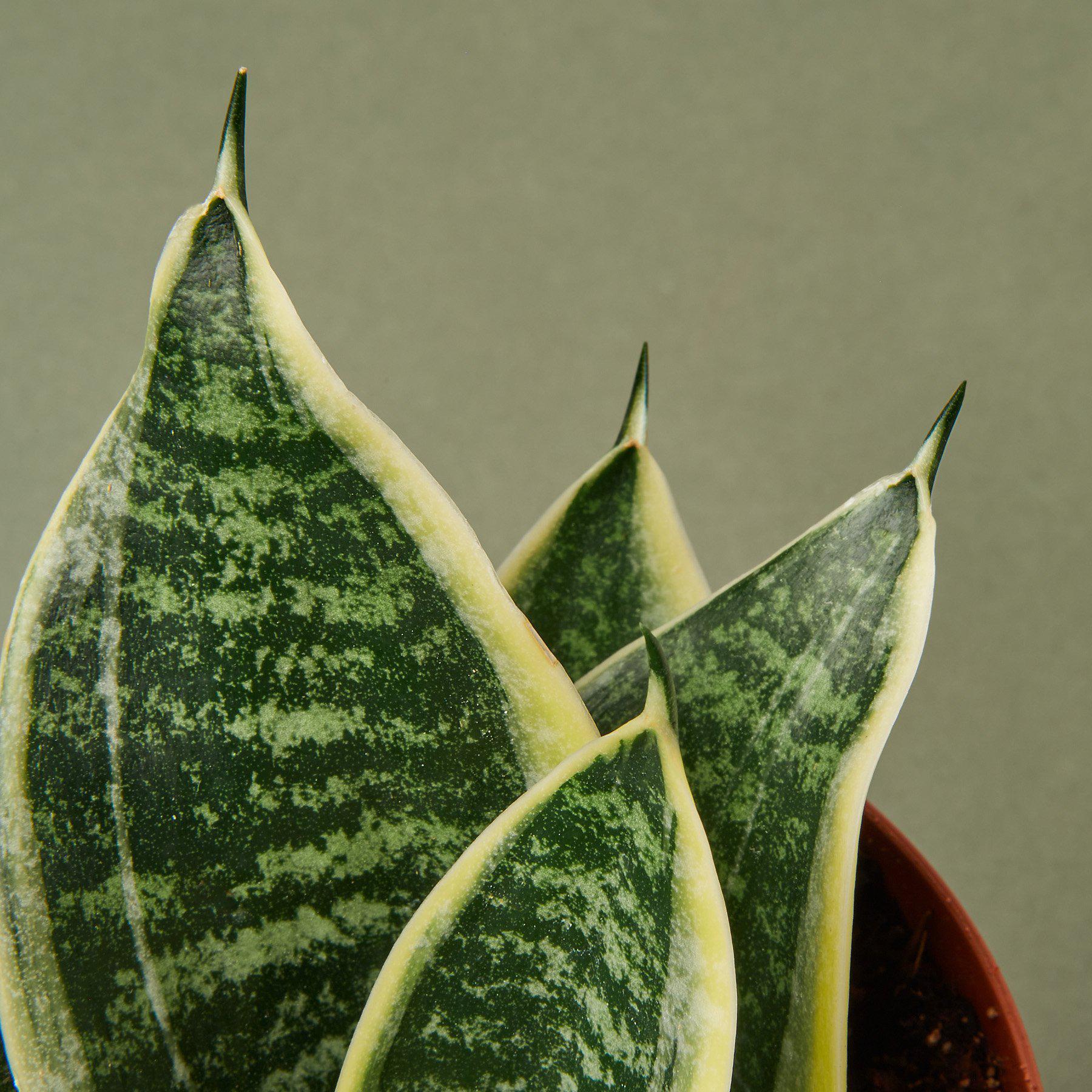 Snake Plant 'Laurentii Dwarf' - Image 3