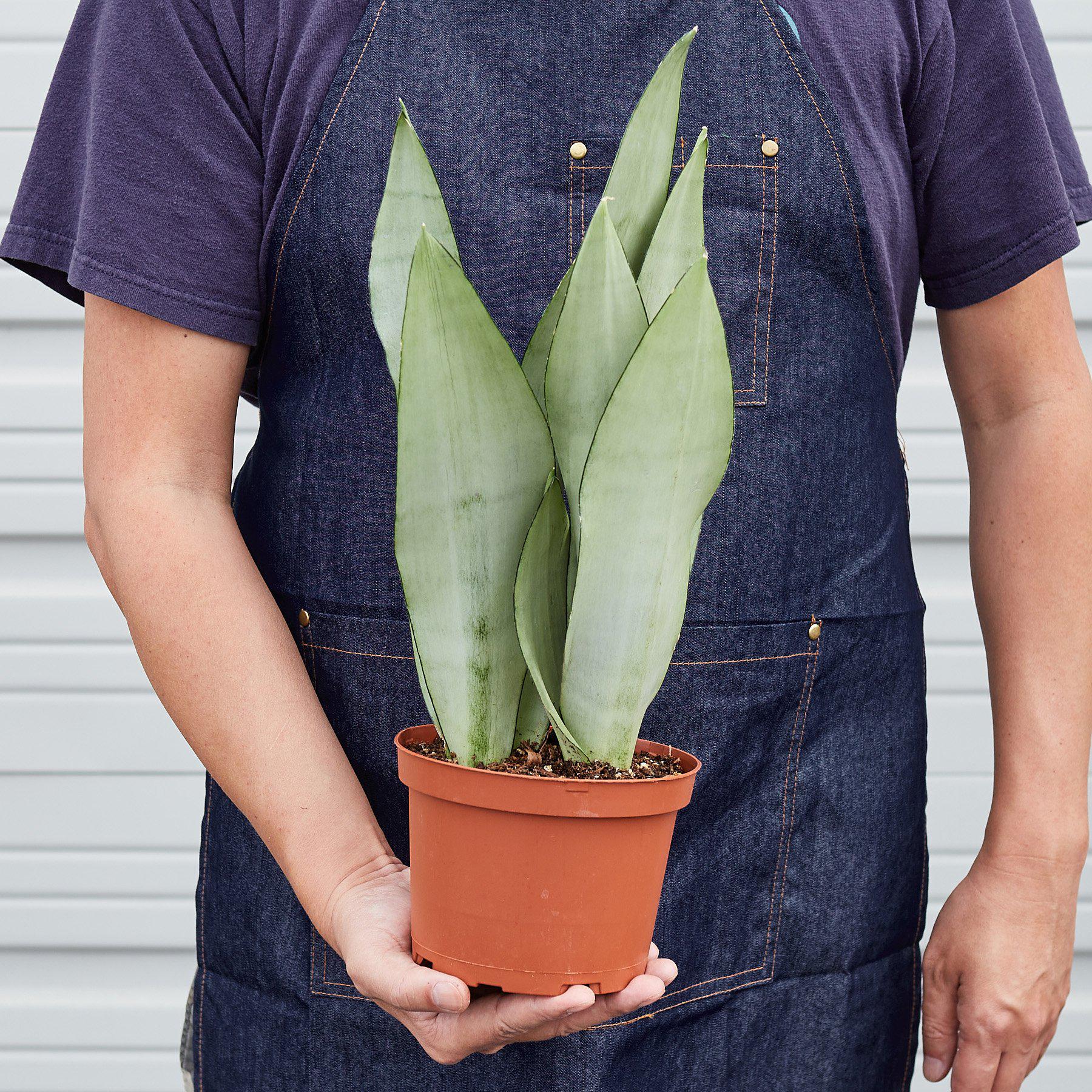 Snake Plant 'Moonshine' - Image 6