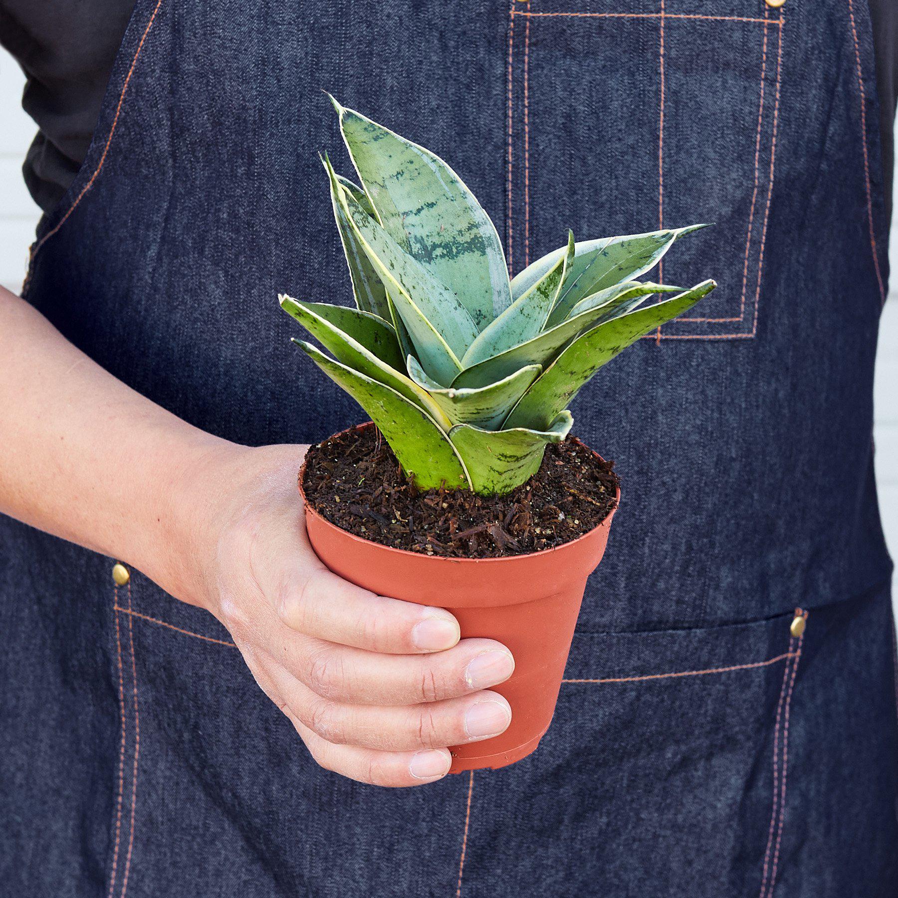 Snake Plant 'Starlight' - Image 3
