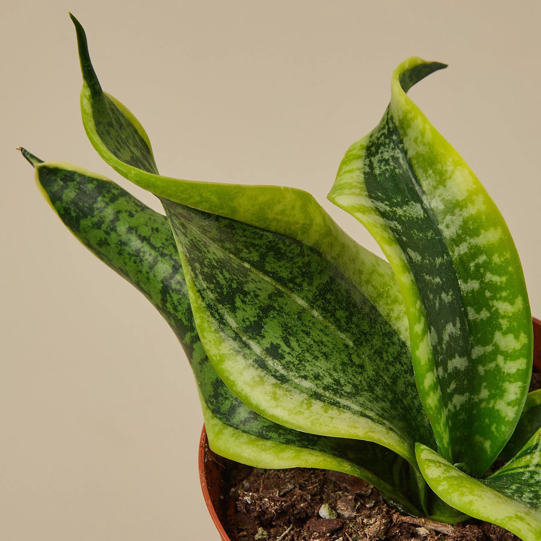 Snake Plant 'Twist' - Image 2