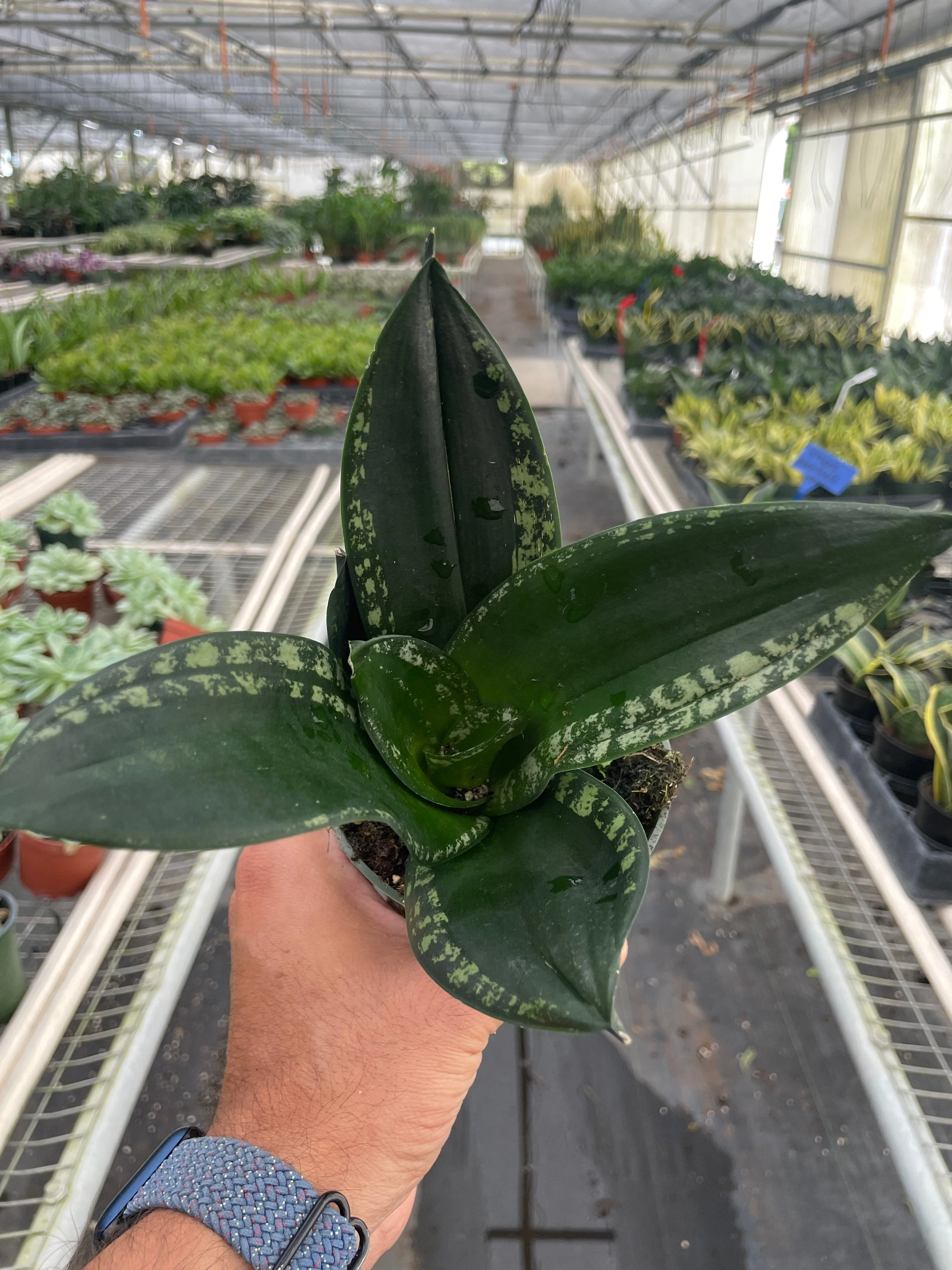 Snake Plant 'Whitney' - Image 2