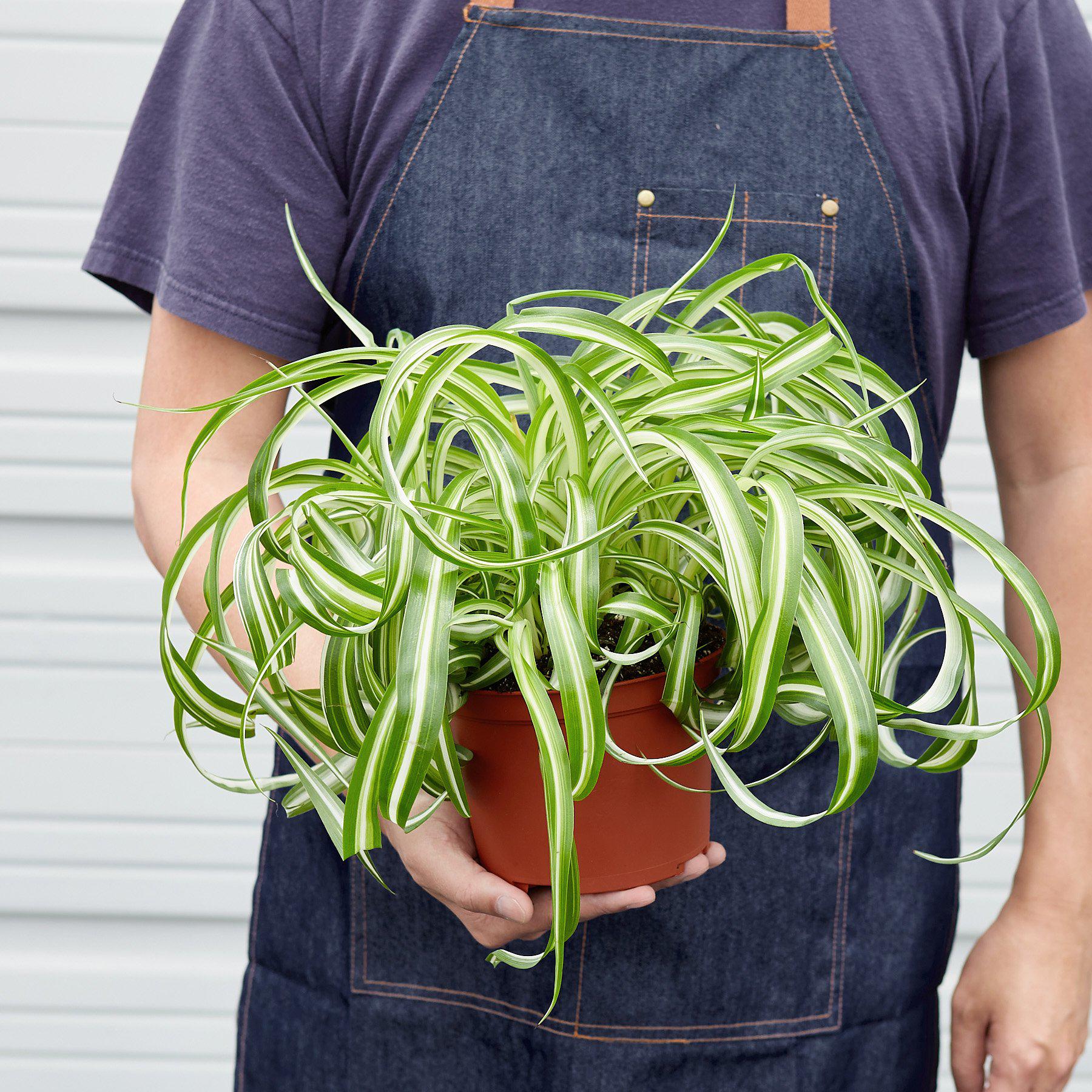 Spider Plant 'Bonnie' - Image 6