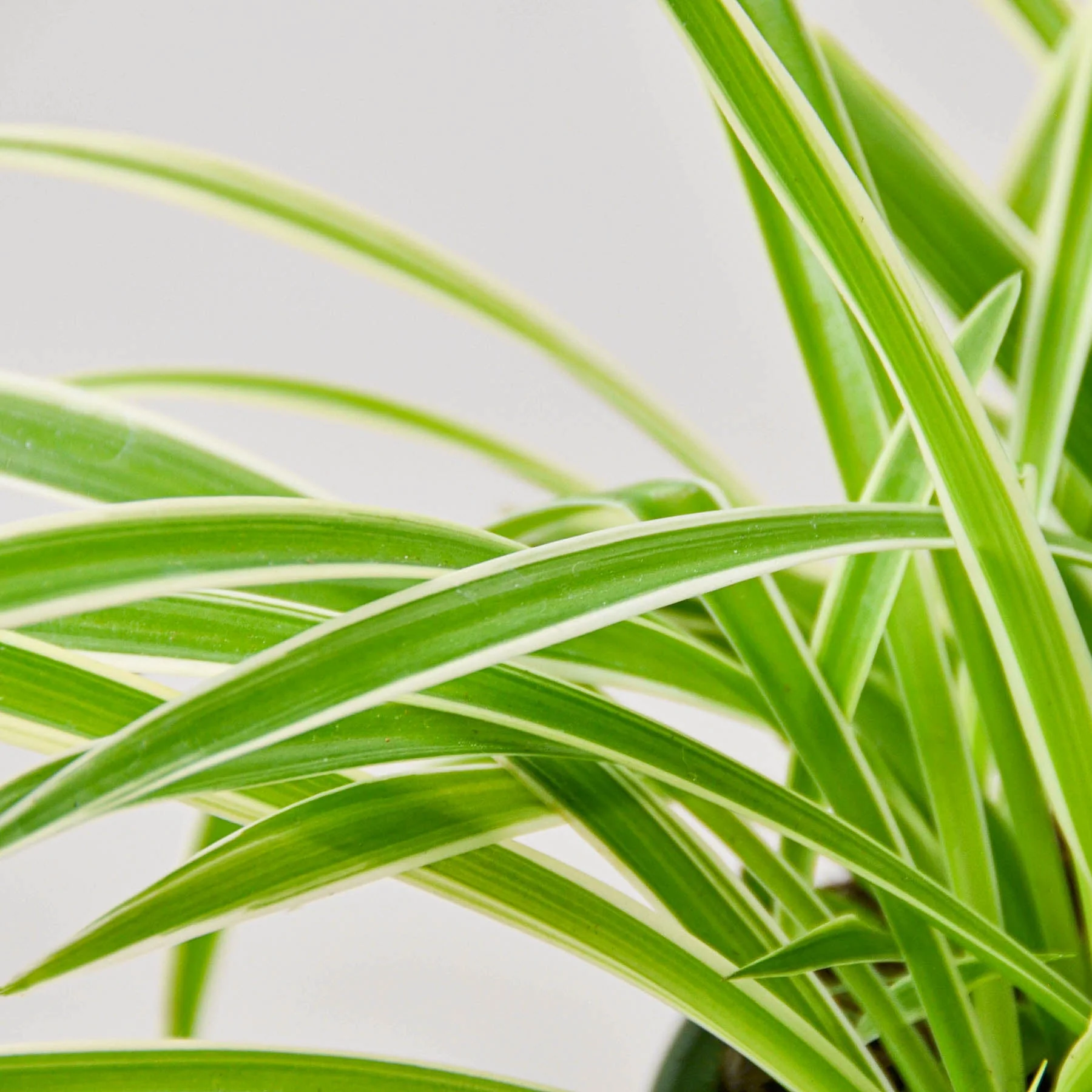 Spider Plant 'Reverse' - Image 2