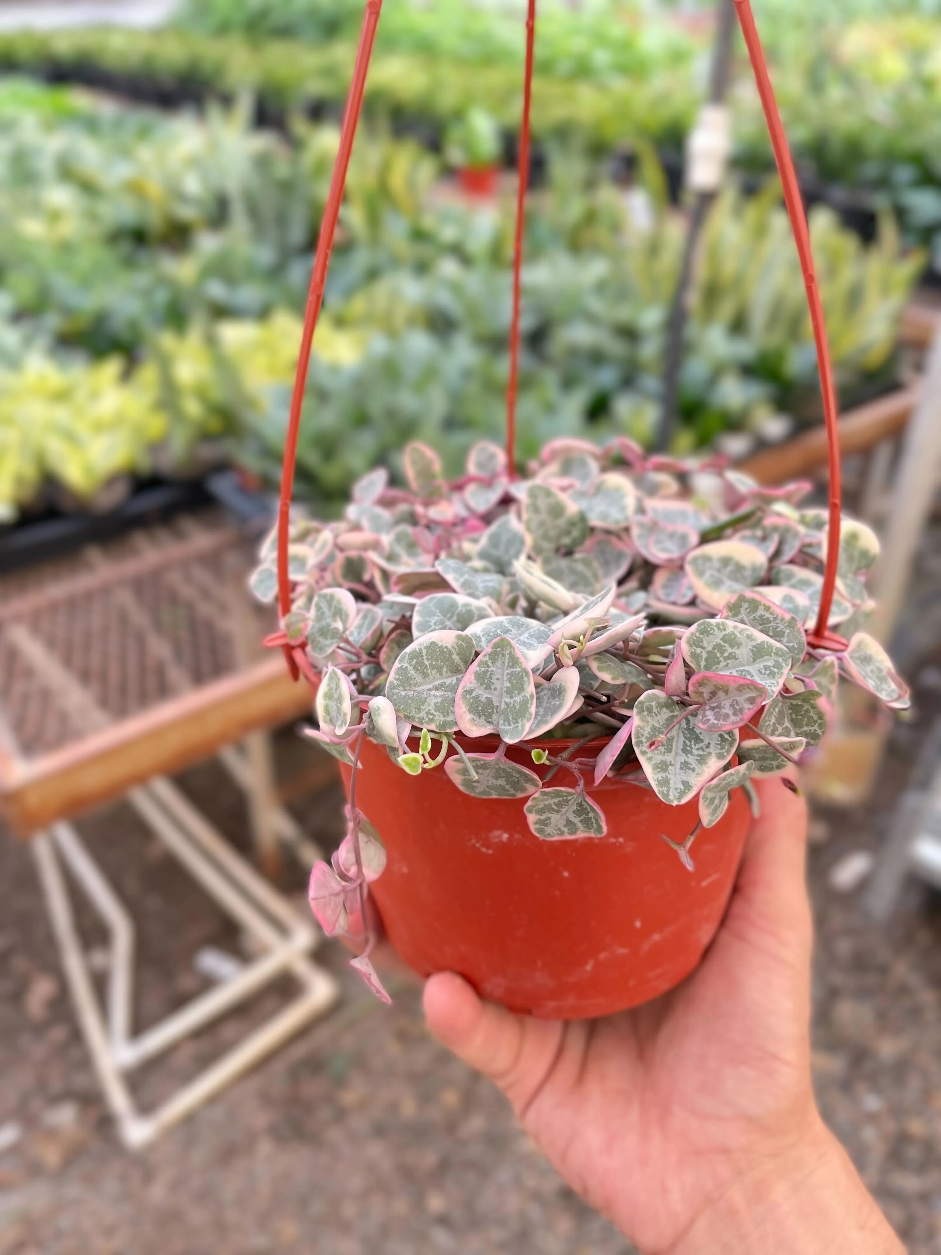 String of Hearts Variegated - Image 3