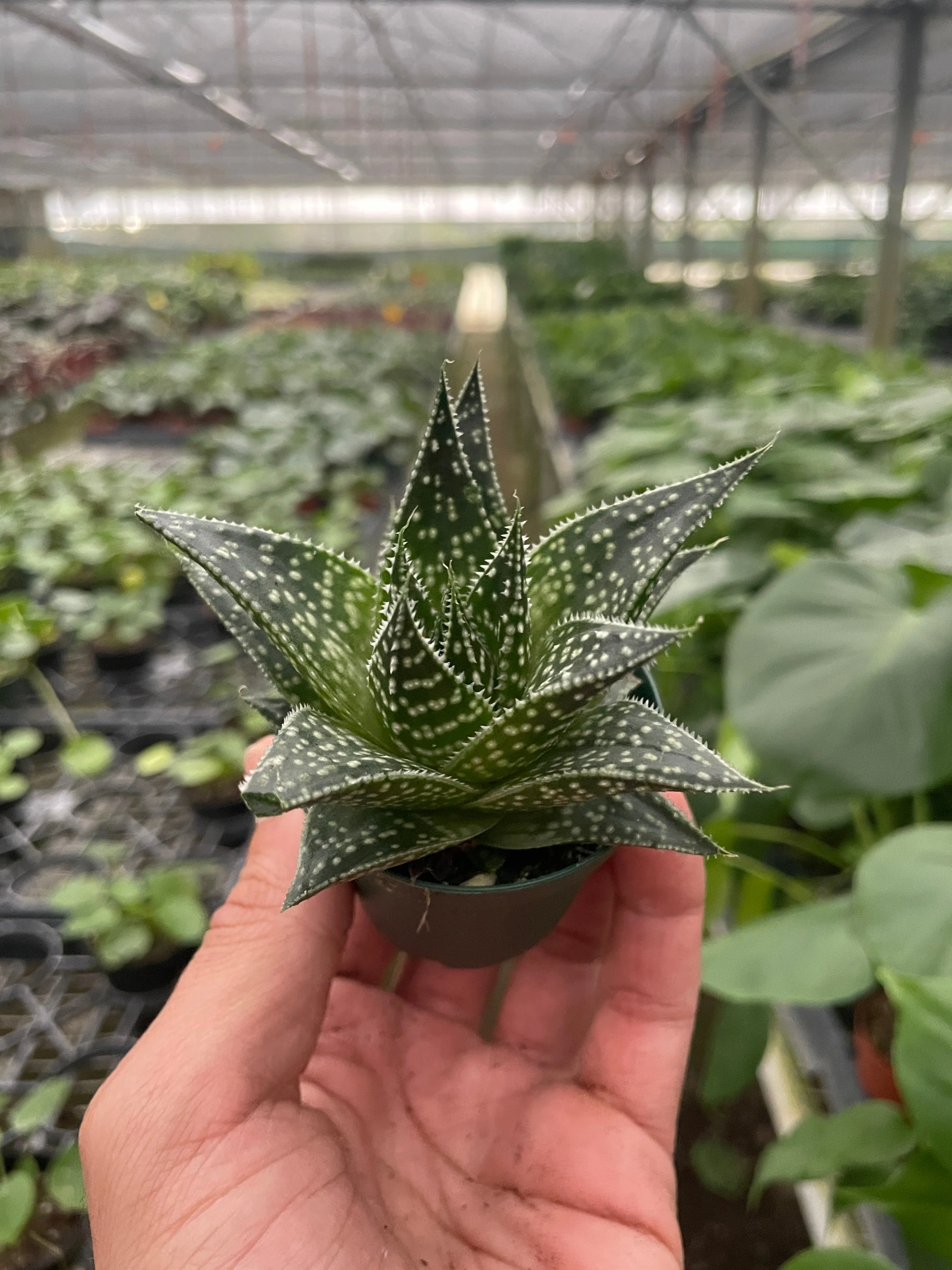 Succulent Gasteria Durban - Image 2