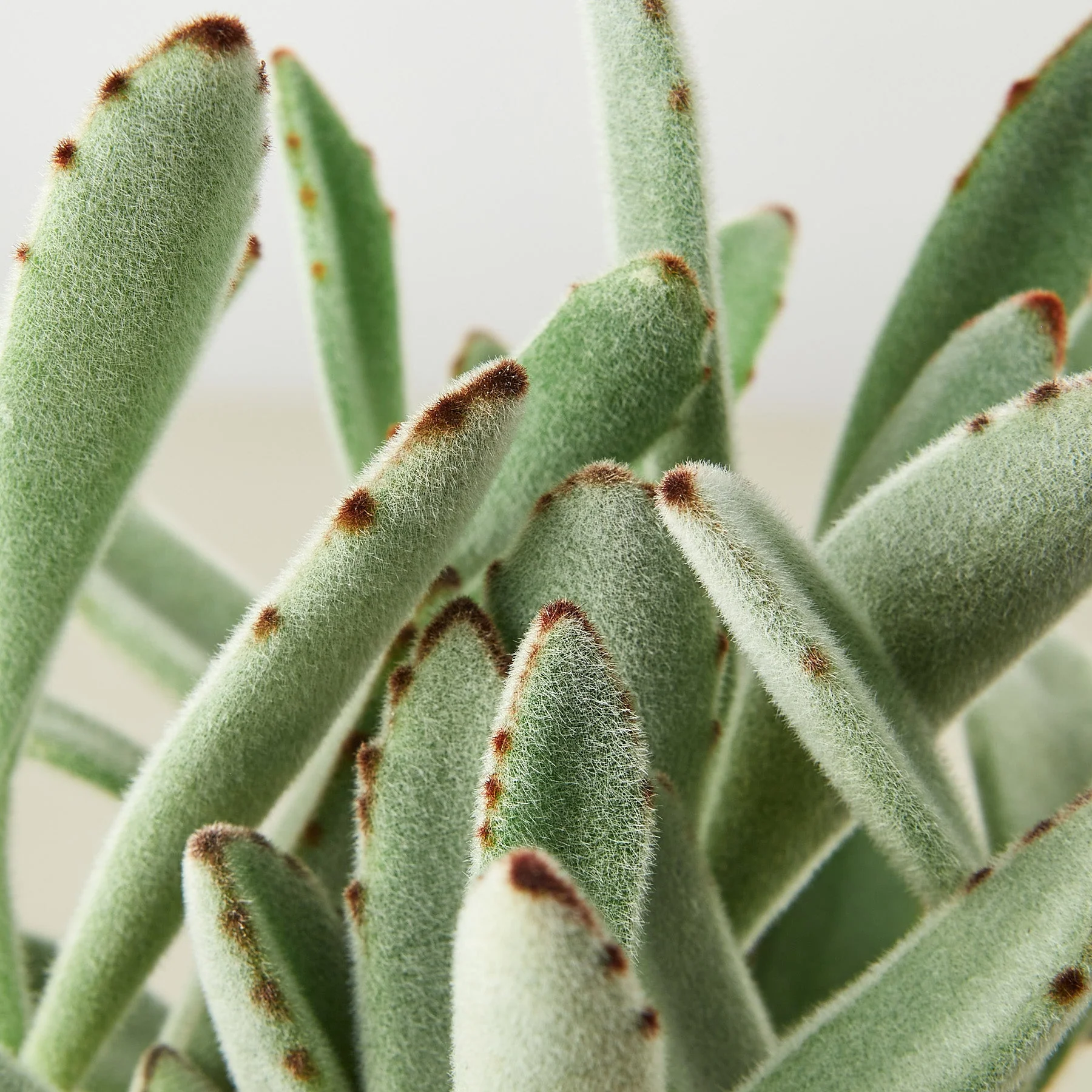 Succulent Kalanchoe 'Panda Plant' - Image 2