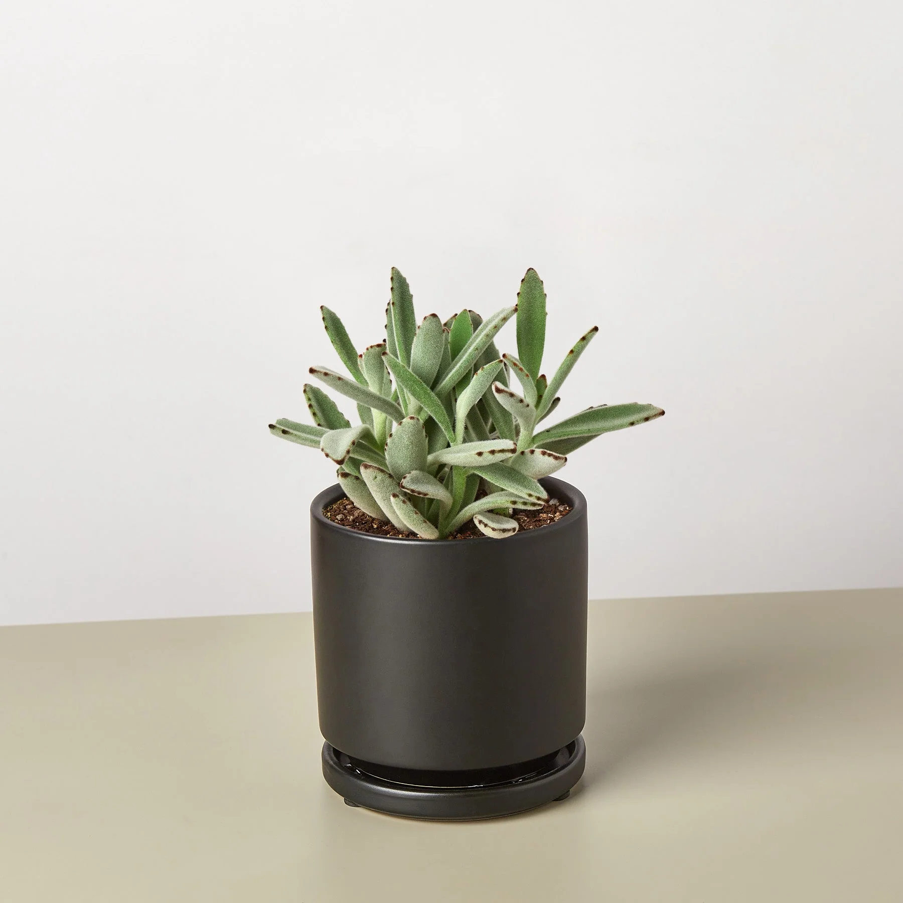 Succulent Kalanchoe 'Panda Plant' - Image 5