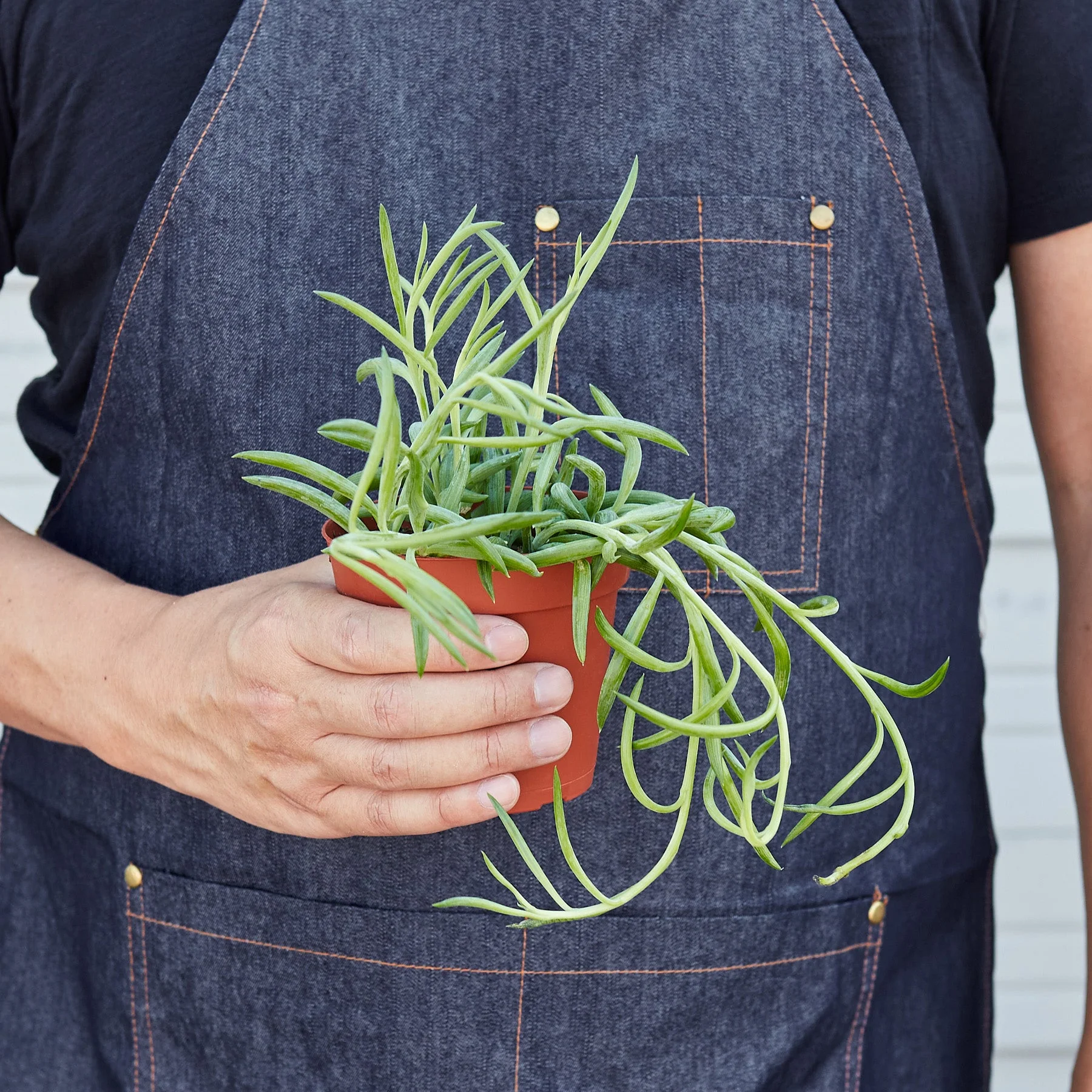 Succulent Senecio Succulent 'Fish Hooks' - Image 3