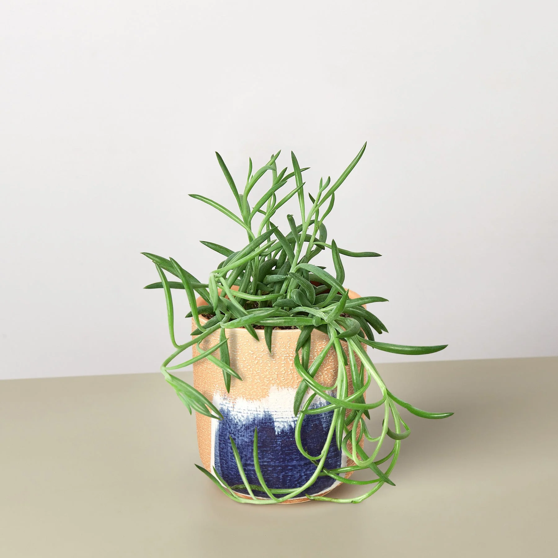 Succulent Senecio Succulent 'Fish Hooks' - Image 9