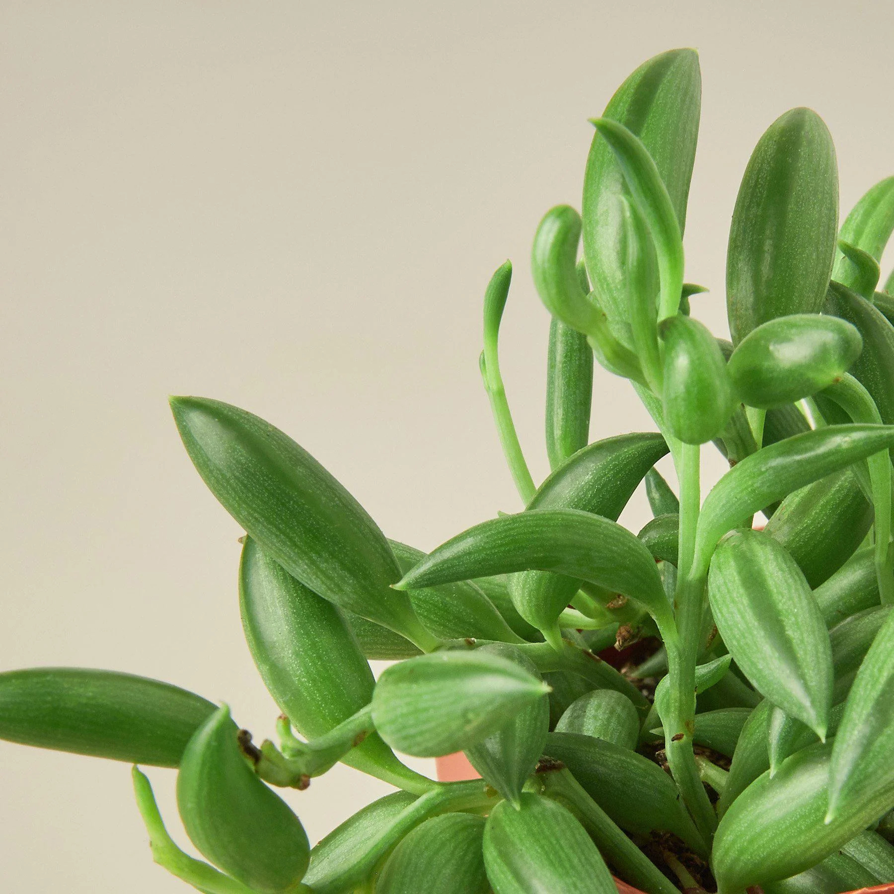 Succulent 'String of Bananas' - Image 6