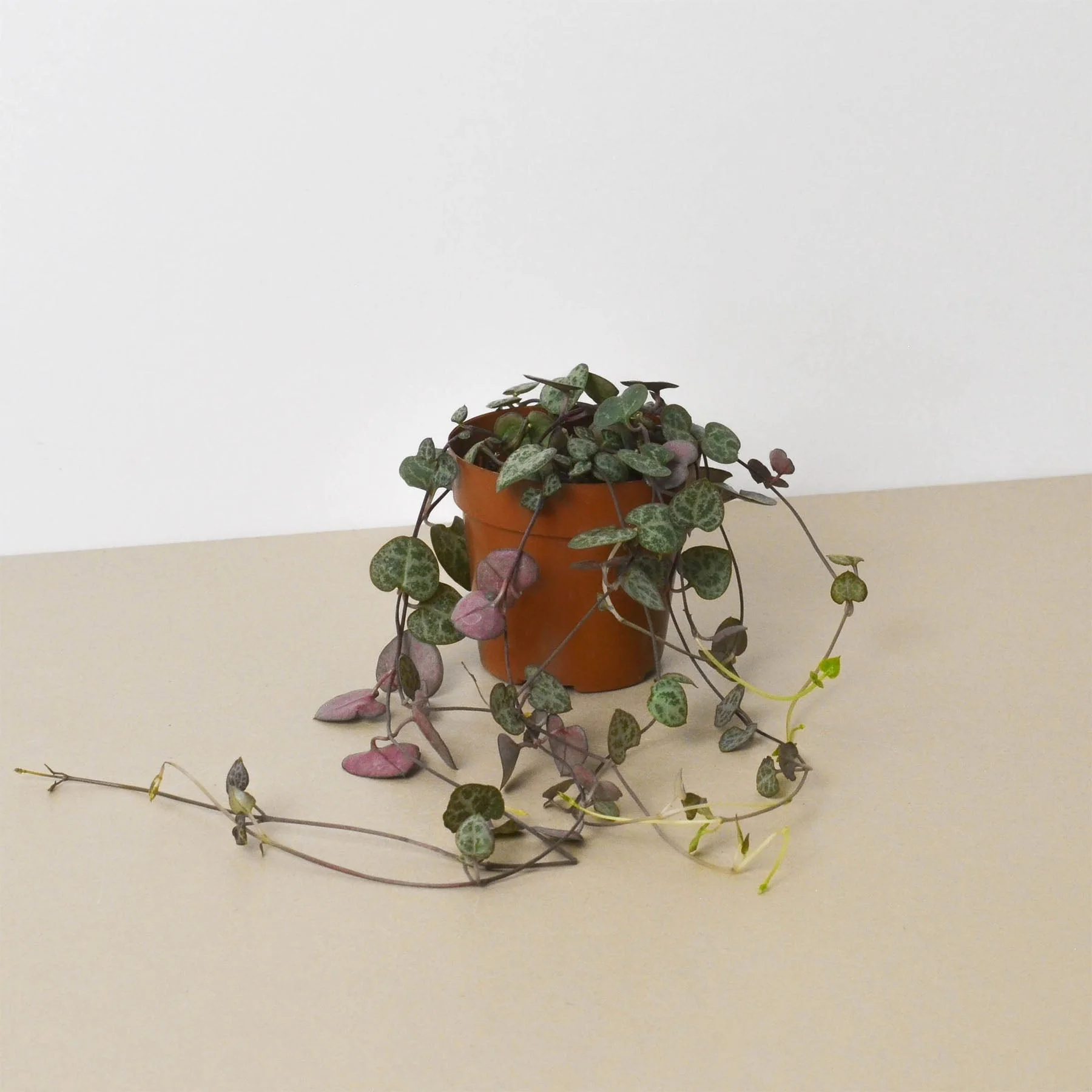 Succulent 'String of Hearts' - Image 5